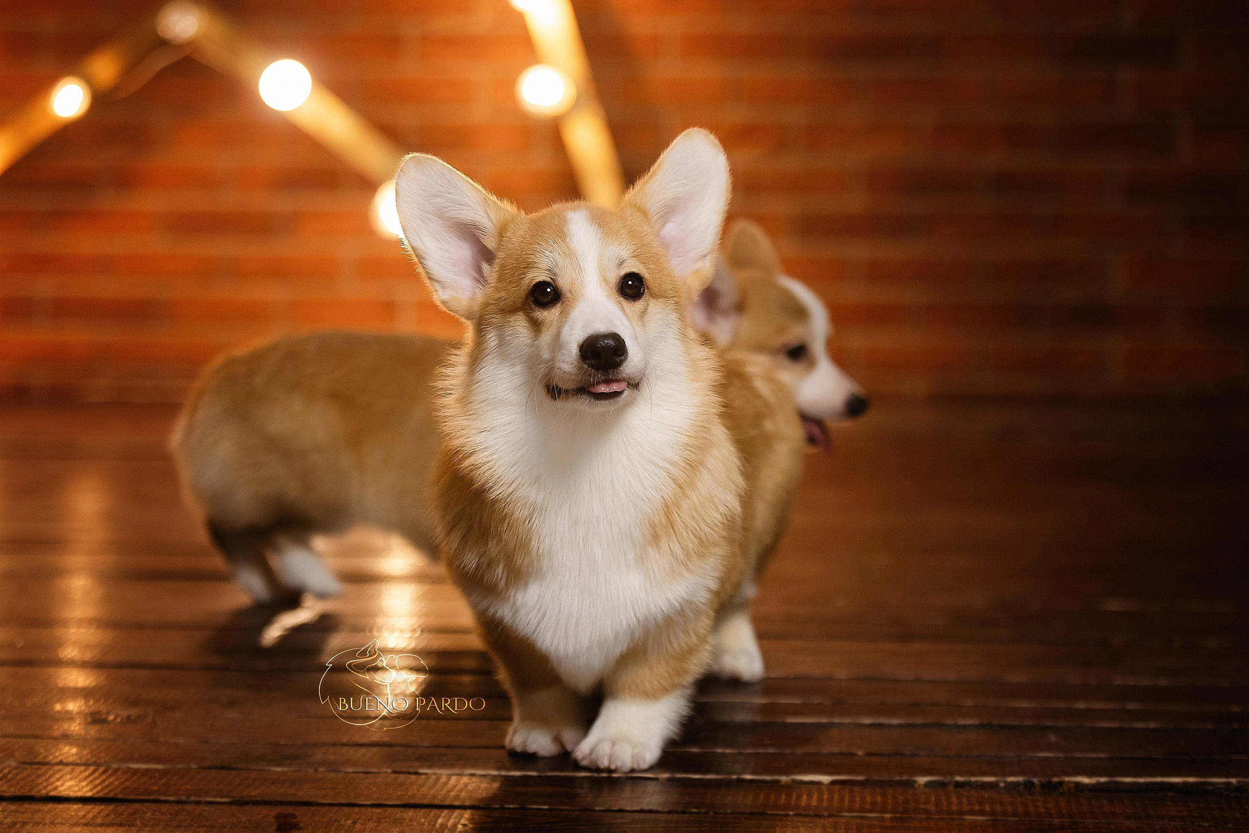 А — Кола и Цесей. Kawaii Kuma питомник собак пород Корги пемброк, Акита ину, Сиба