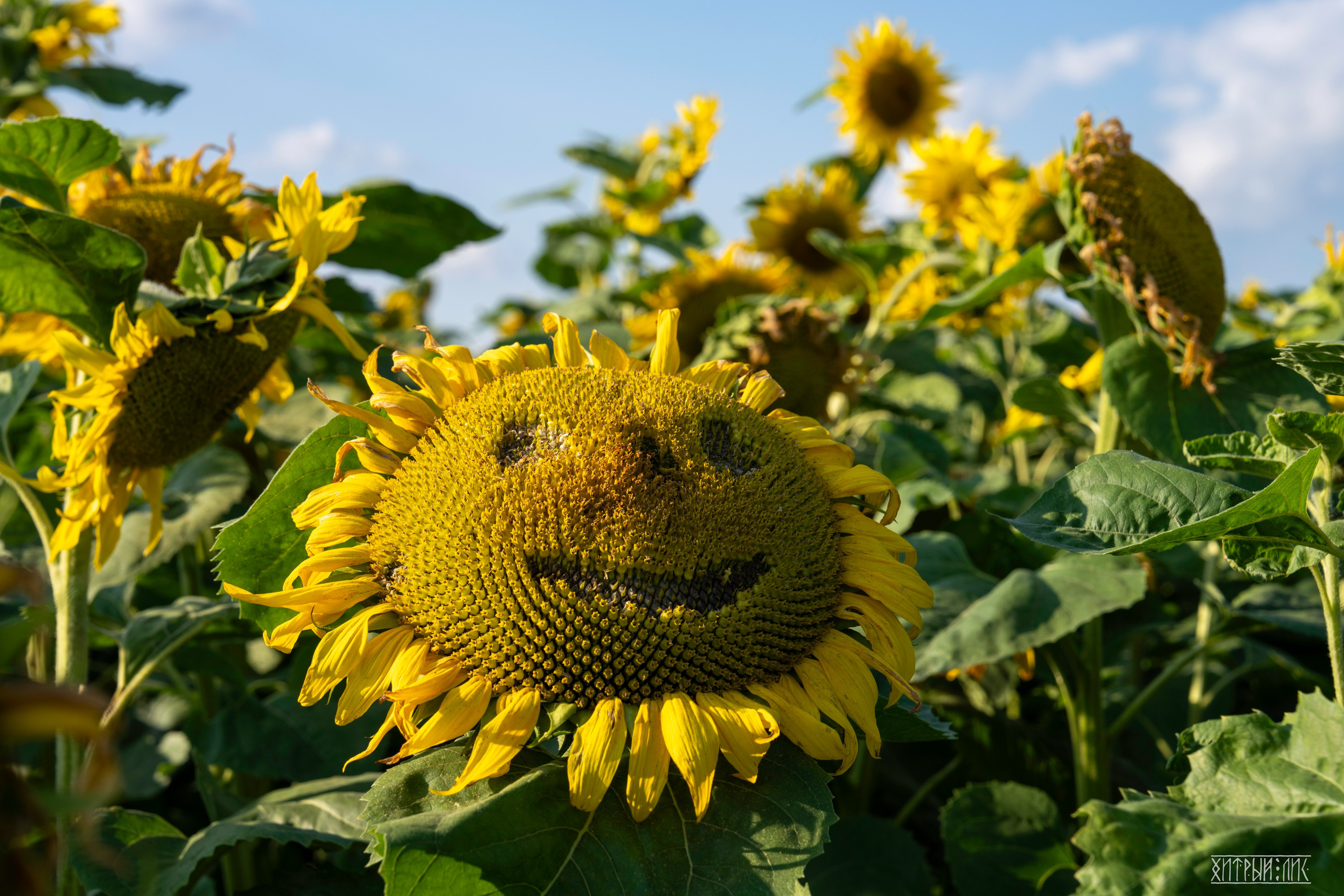 Беларусь. Фотограф-путешественник Самойлов Максим «Sly Fox»