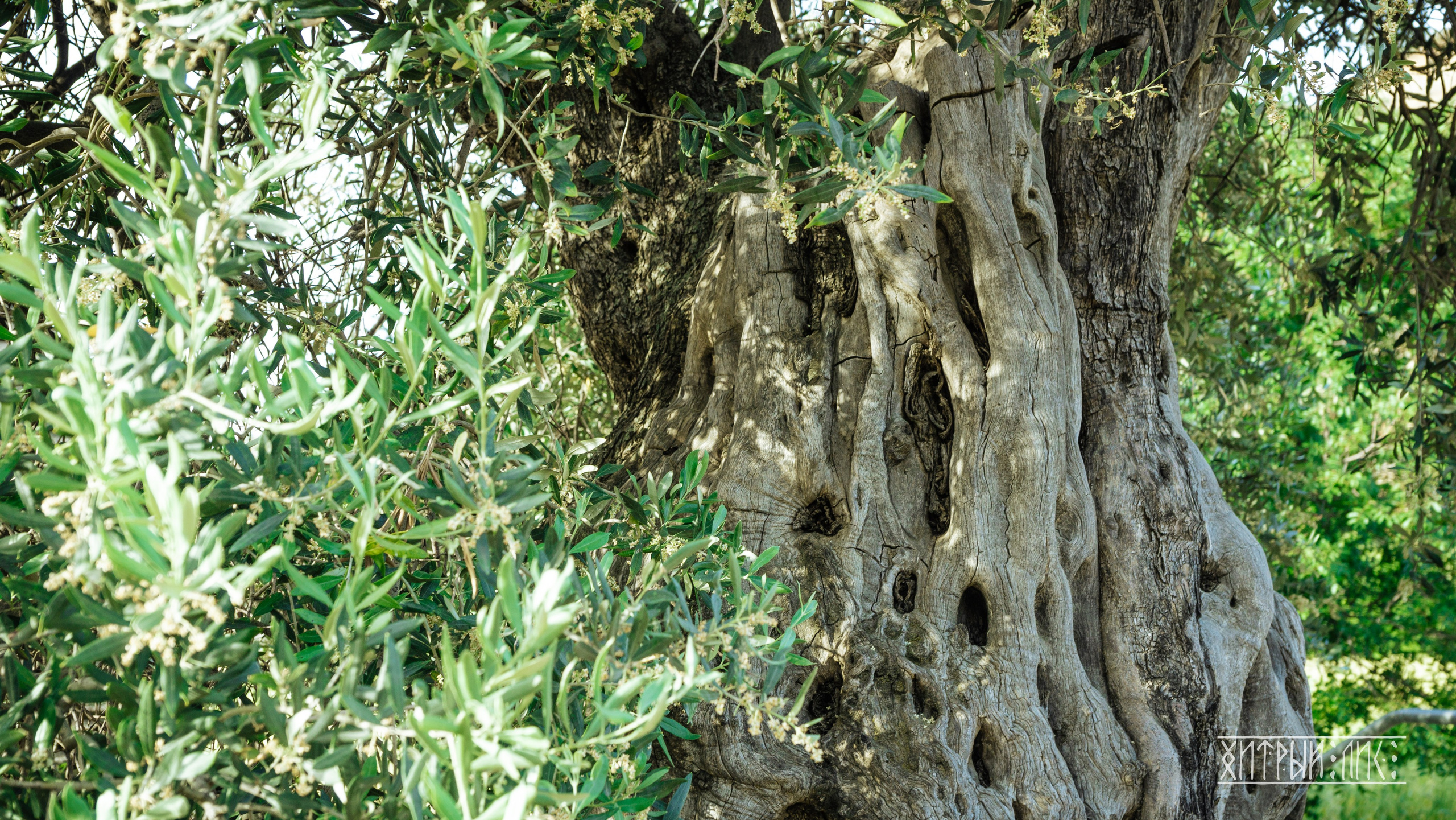 Кипр. Фотограф-путешественник Самойлов Максим «Sly Fox»