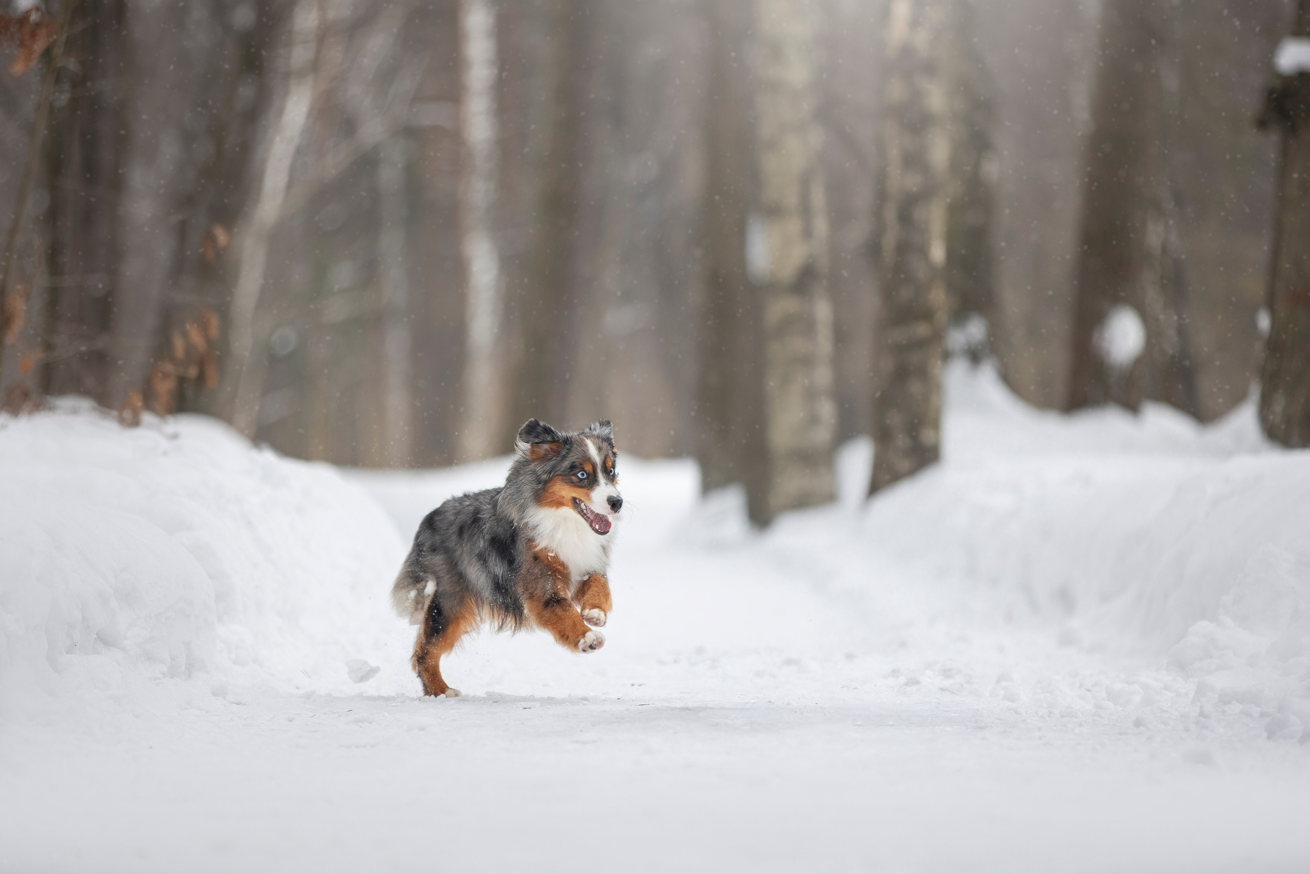 Дария, Макс, Сезам и Чили. Фотограф анималист в Москве Майорова Евгения
