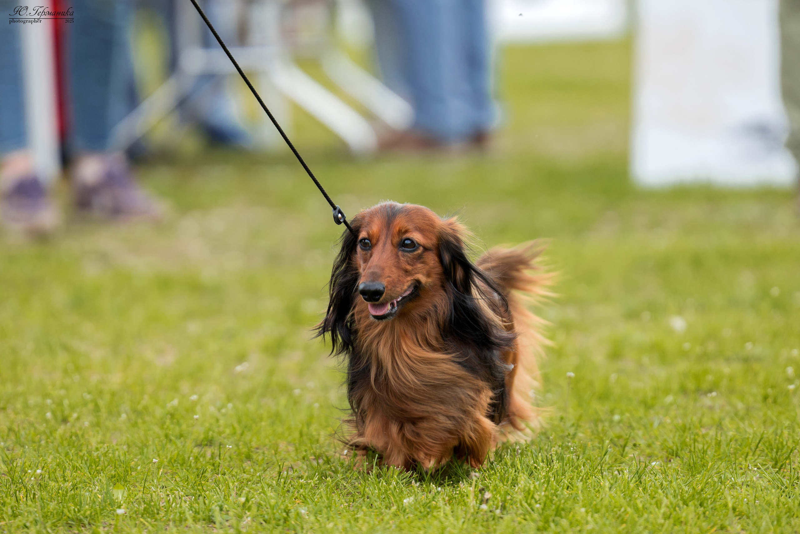 Суздаль(Владимир)17-18.05.2025. Фотограф-анималист Юлия Германика