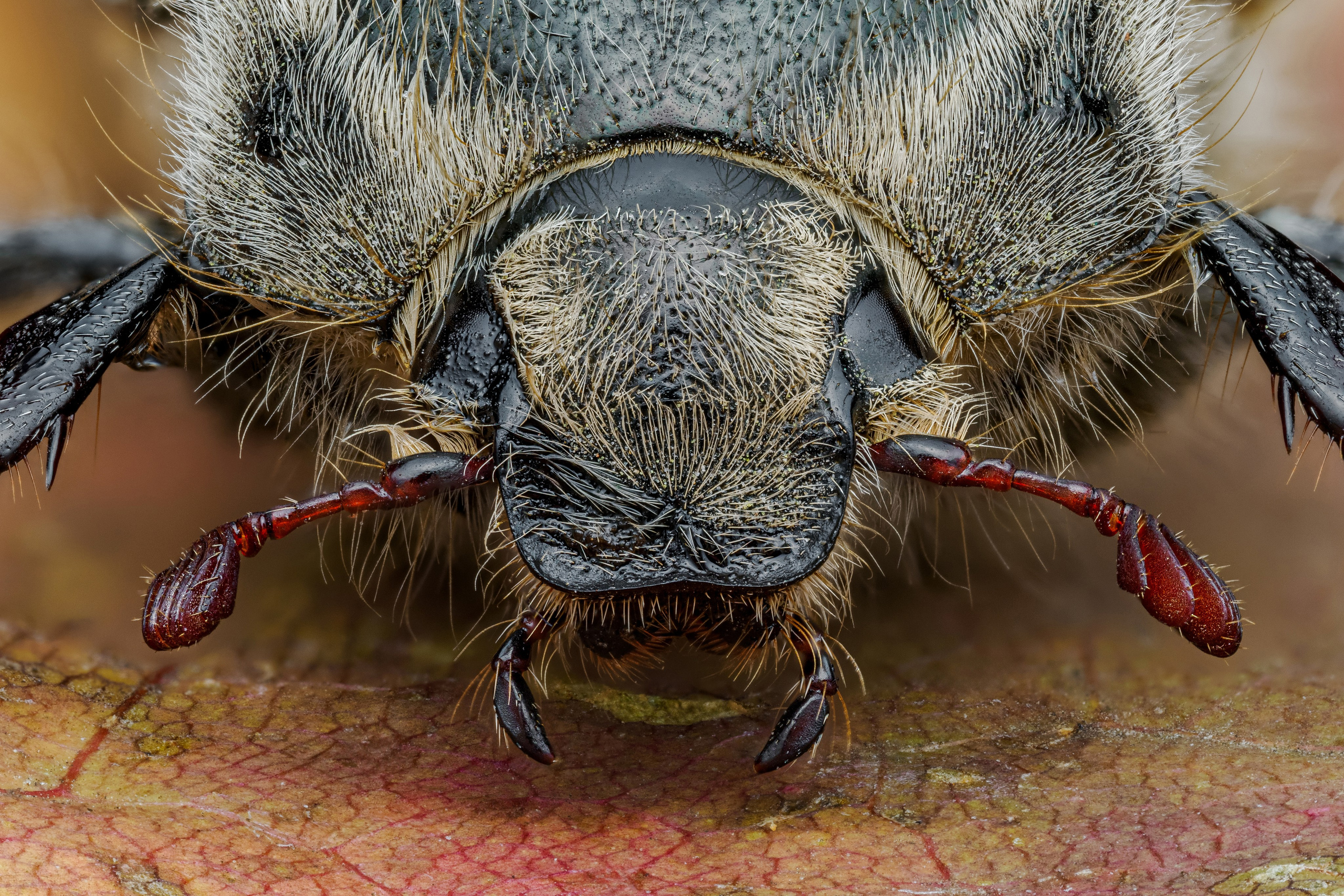 Хрущ майский западный