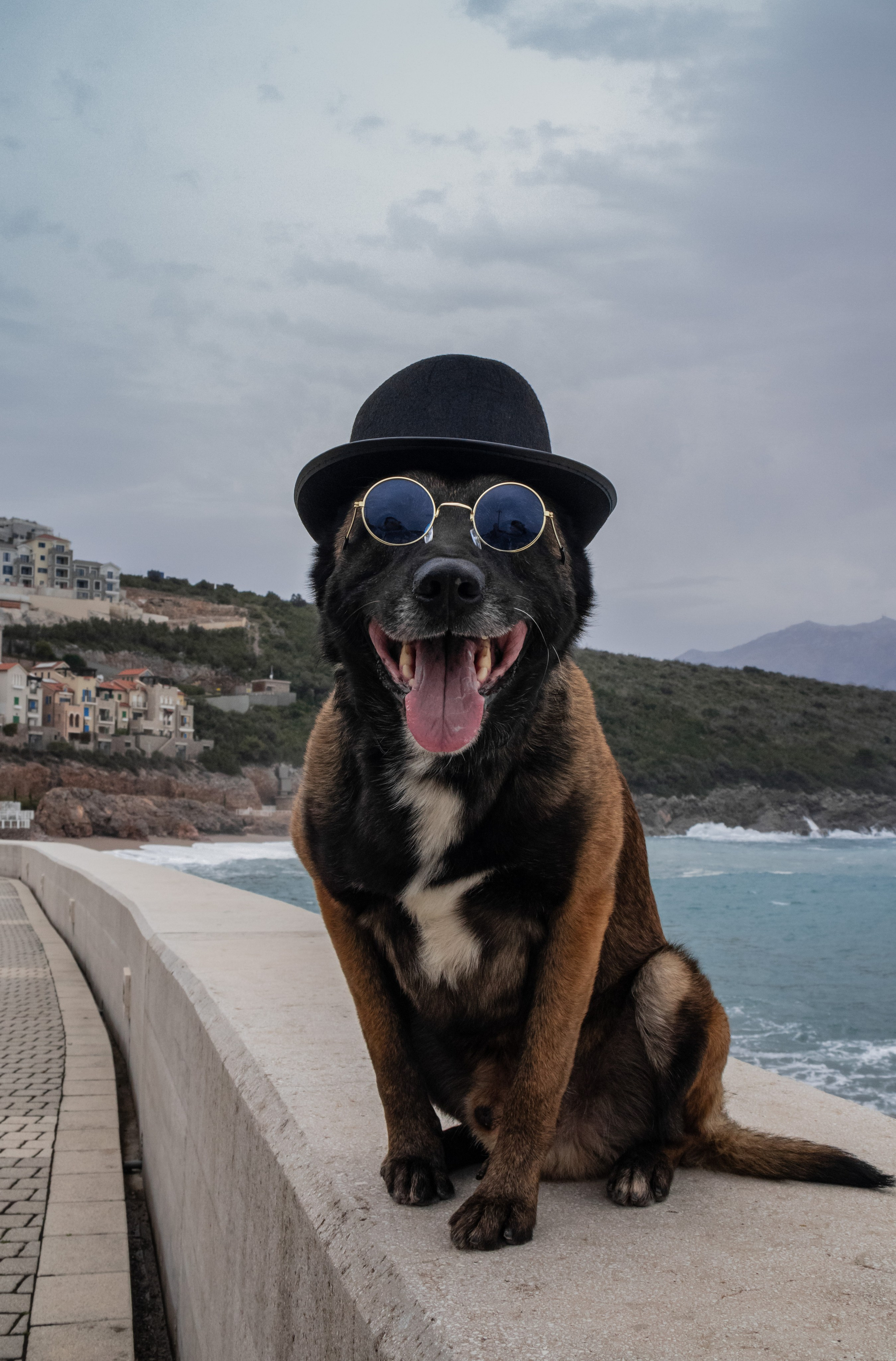 Photoshoot with a dog in Montenegro. Portrait photographer in Tivat Montenegro Katerina Kirsanova