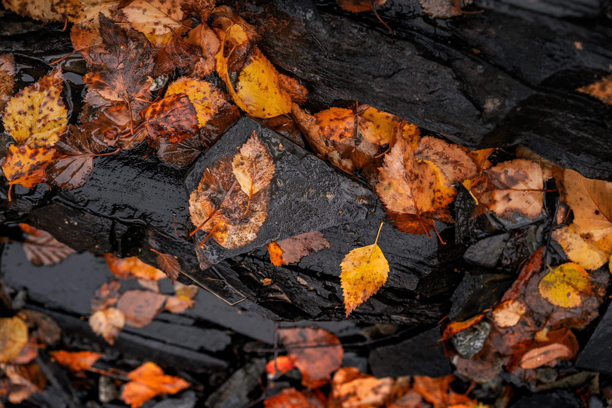 Вдоль по реке Домбай-Ульген. Юля Дэй • Фотограф, Санкт-Петербург