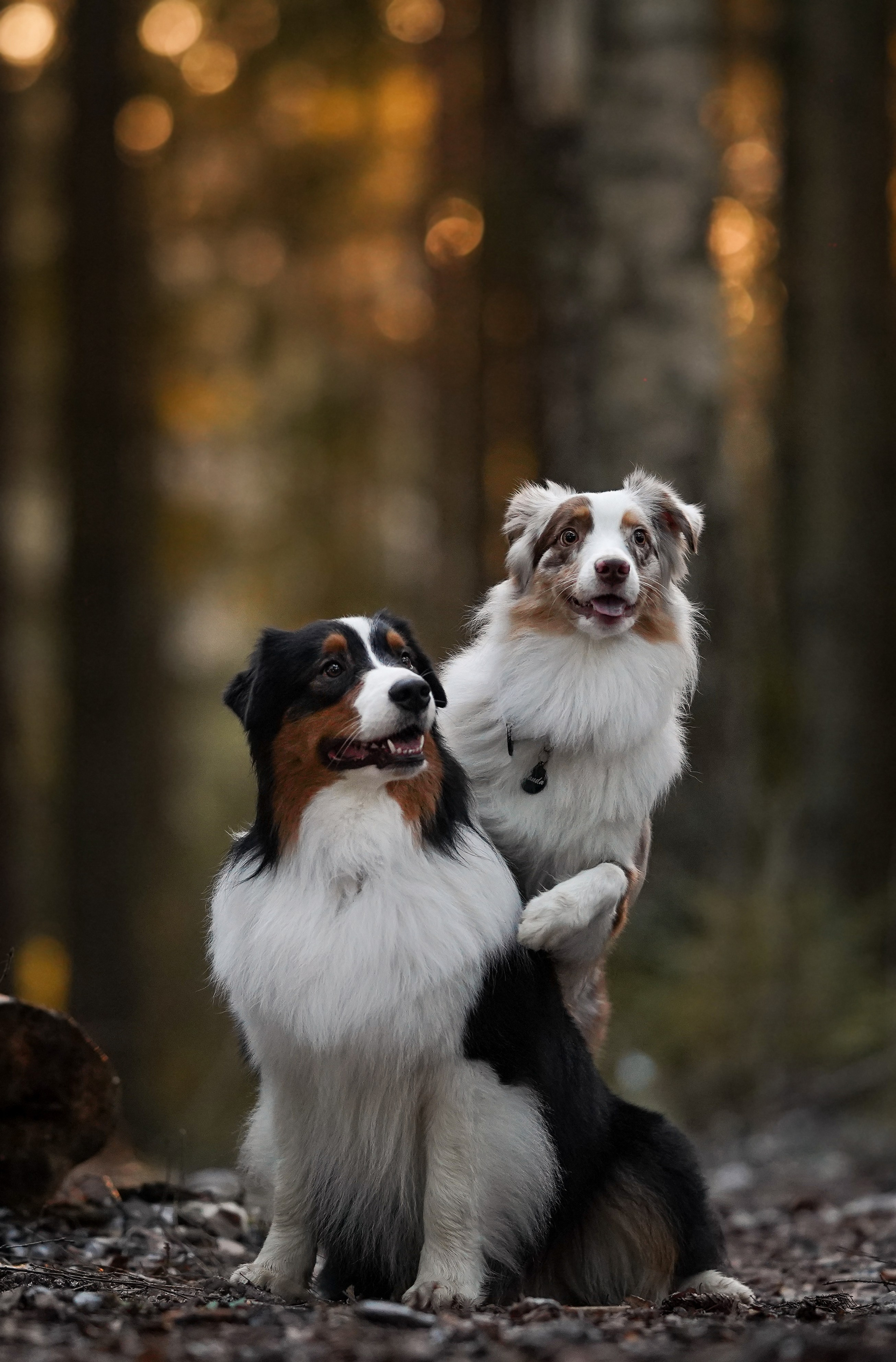 Бэст Айла и Панда. Фотограф-анималист в Санкт-Петербурге Яна Мартынова
