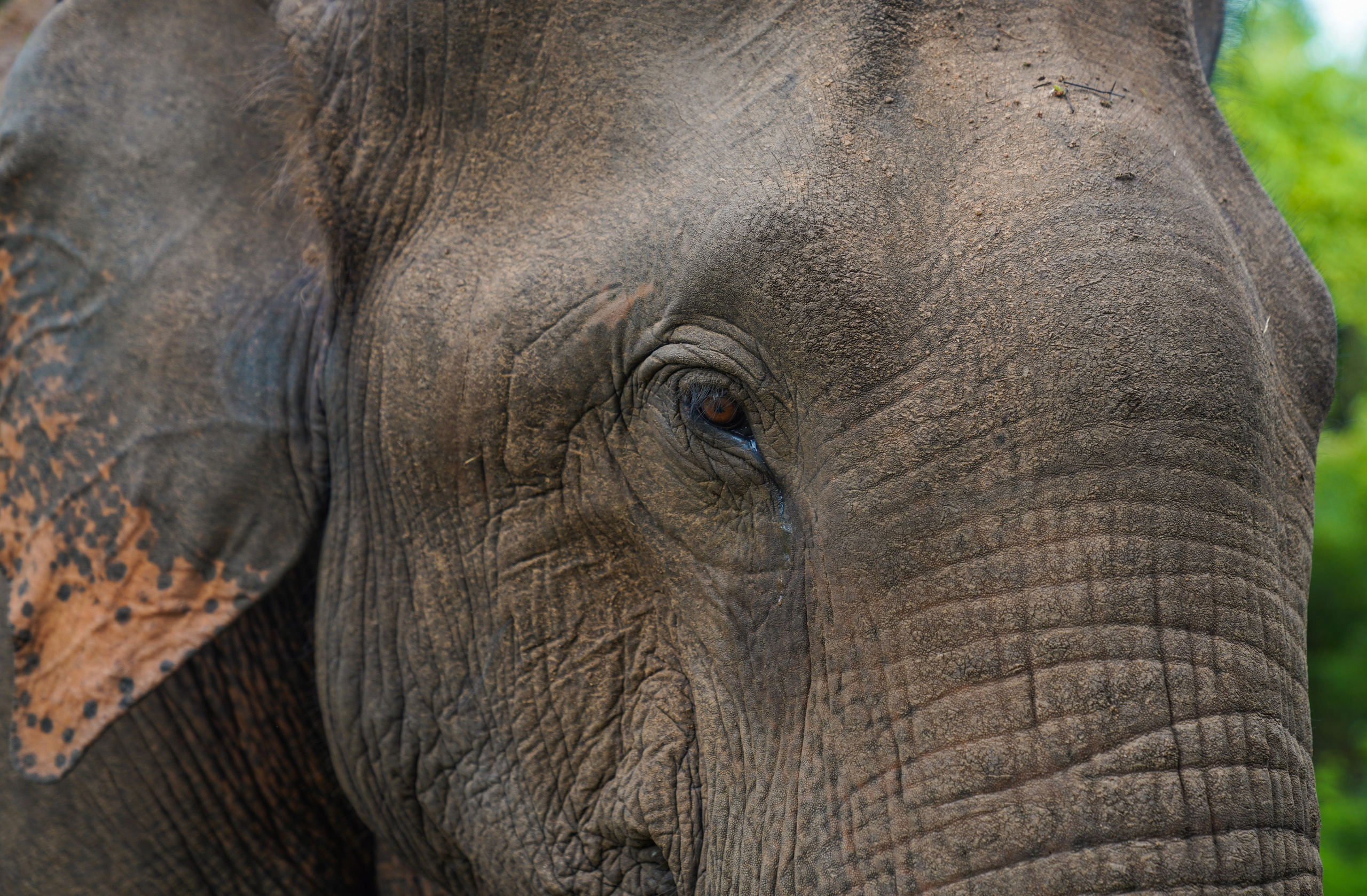 Остров Шри-Ланка. Фотограф Сергей Кишкель Дананг Нячанг Фукуок