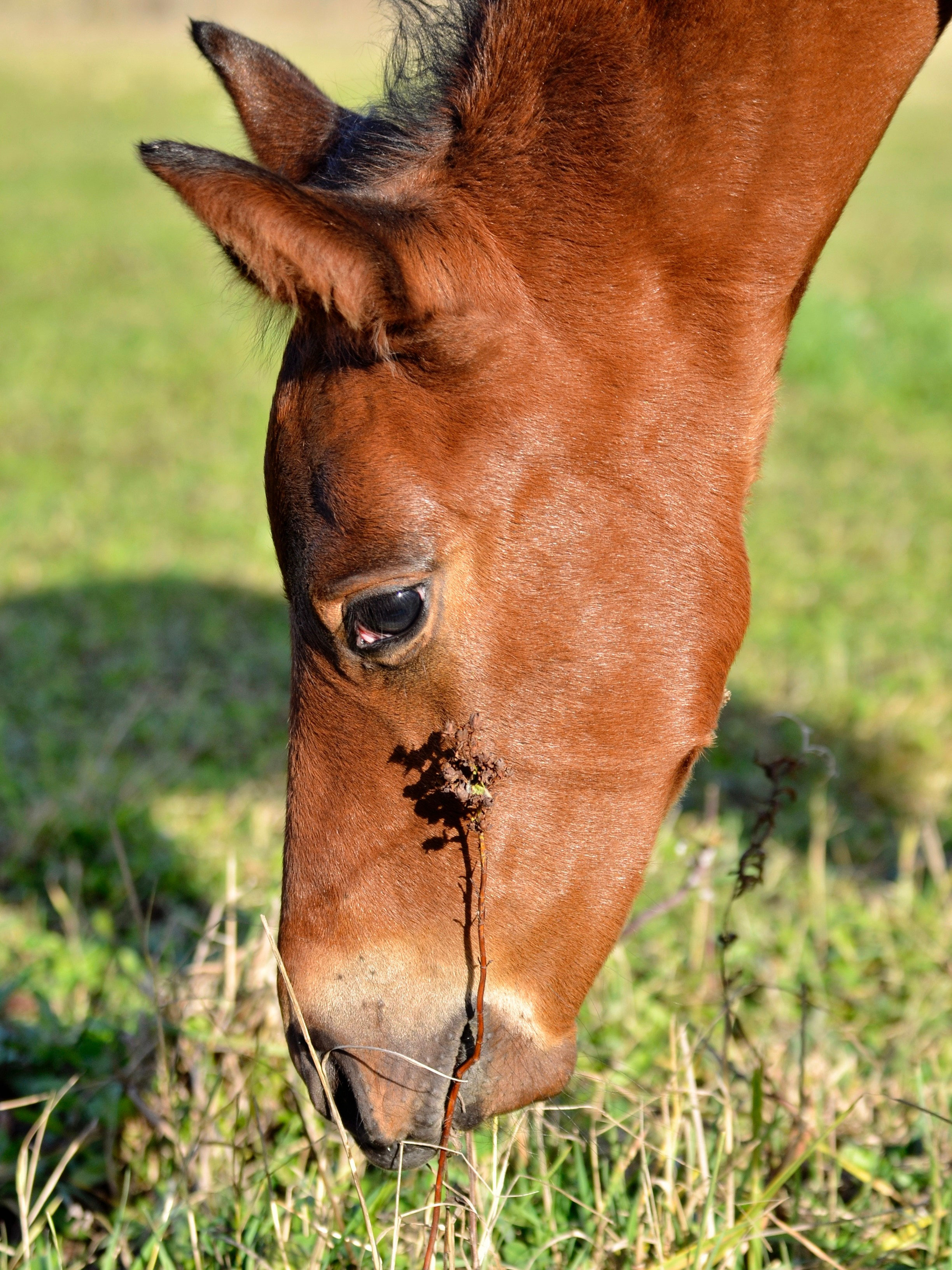 Лошади. Фотограф анималист
