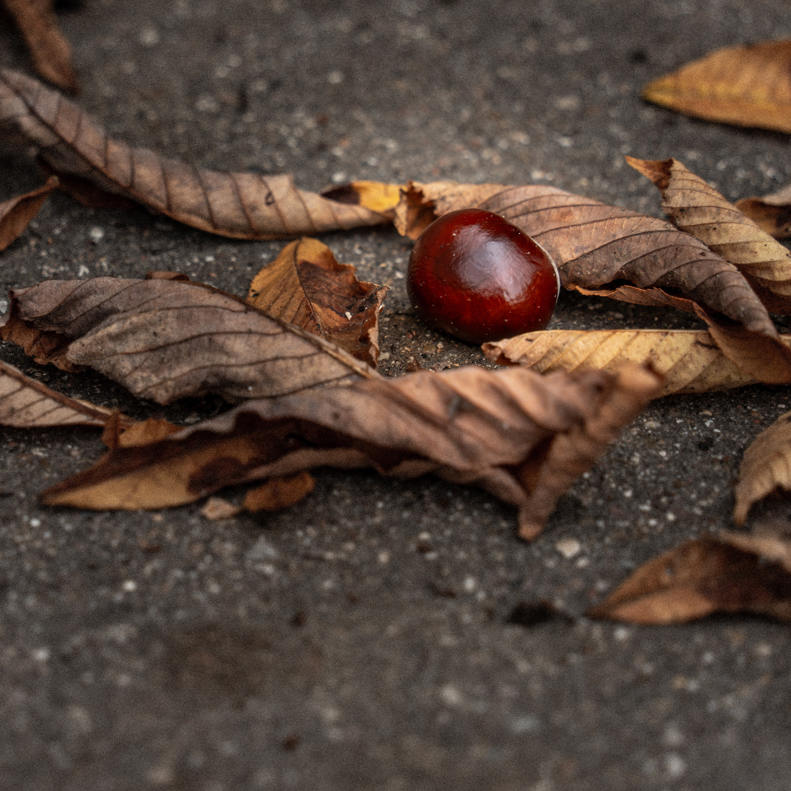 20251012 МГУ. Дмитрий Ремизов. Фотография, как хобби