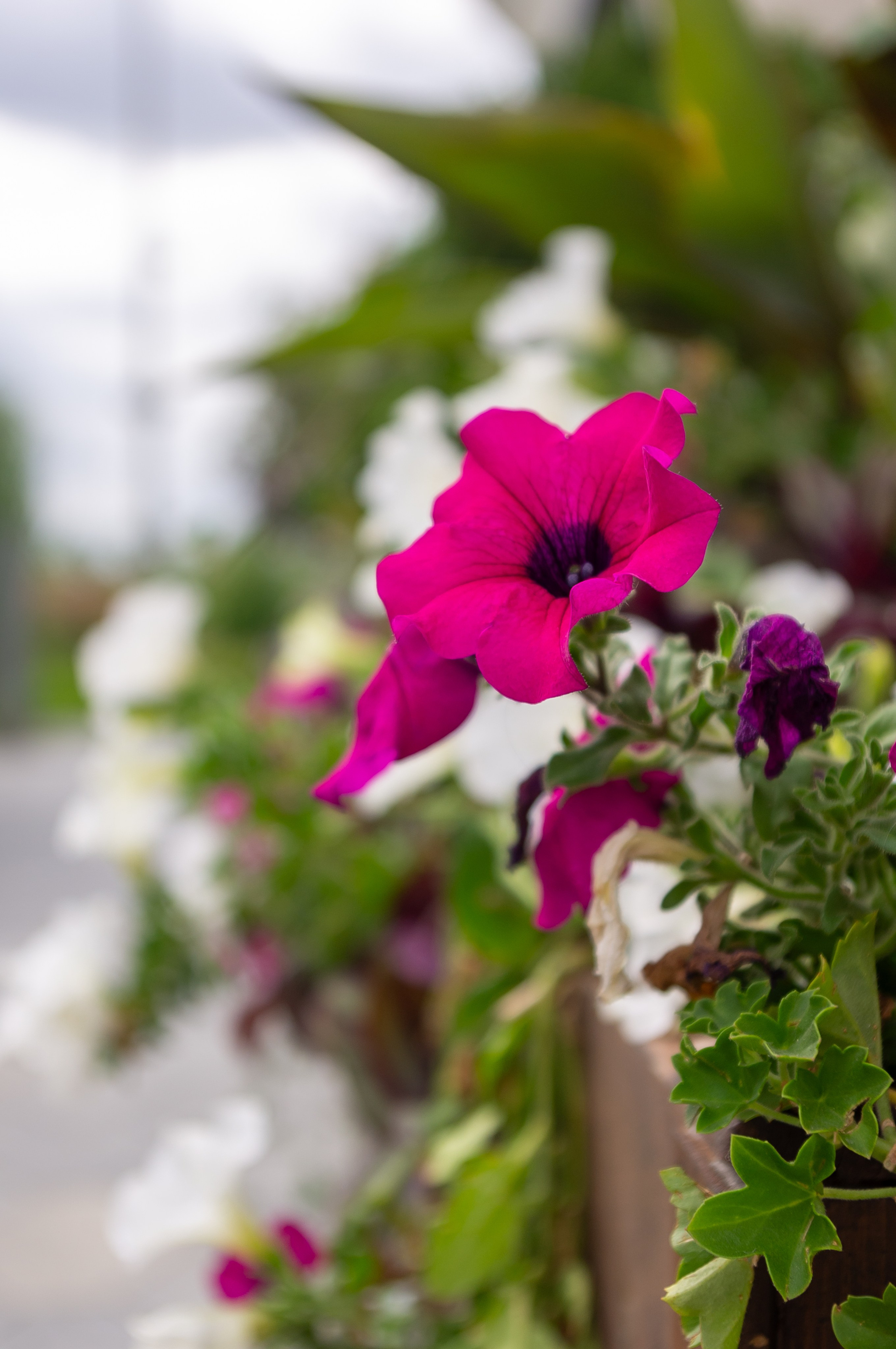 20200824 Вокруг Кремля с братом. Дмитрий Ремизов. Фотография, как хобби