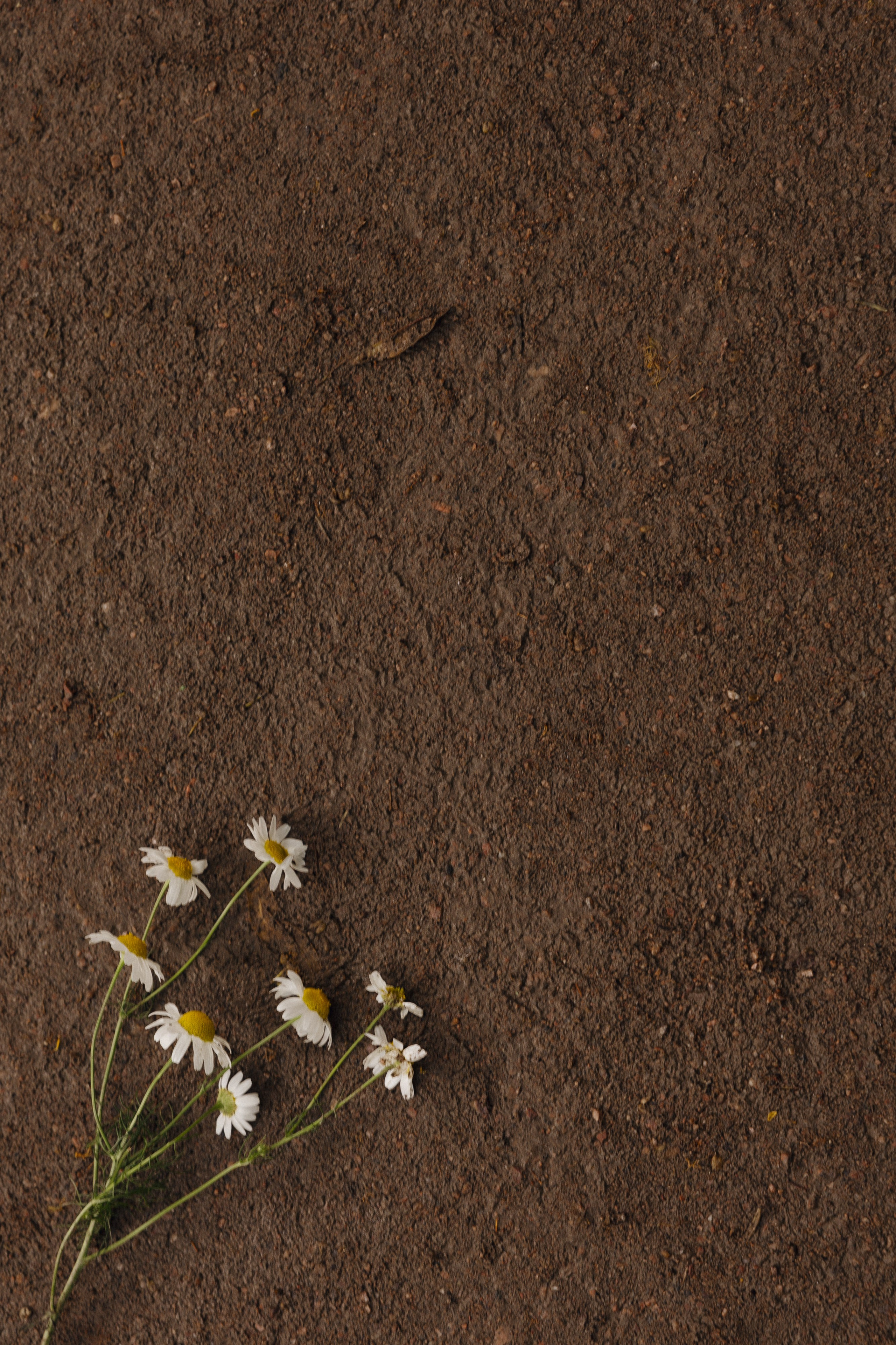 S|V. Свадебный фотограф Таня Караисаева