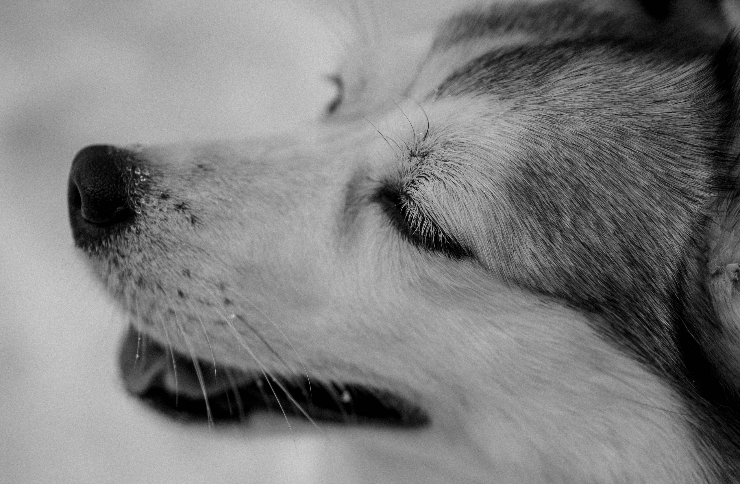 Варвара и Шелби. Фотограф-анималист в Екатеринбурге | Кристина