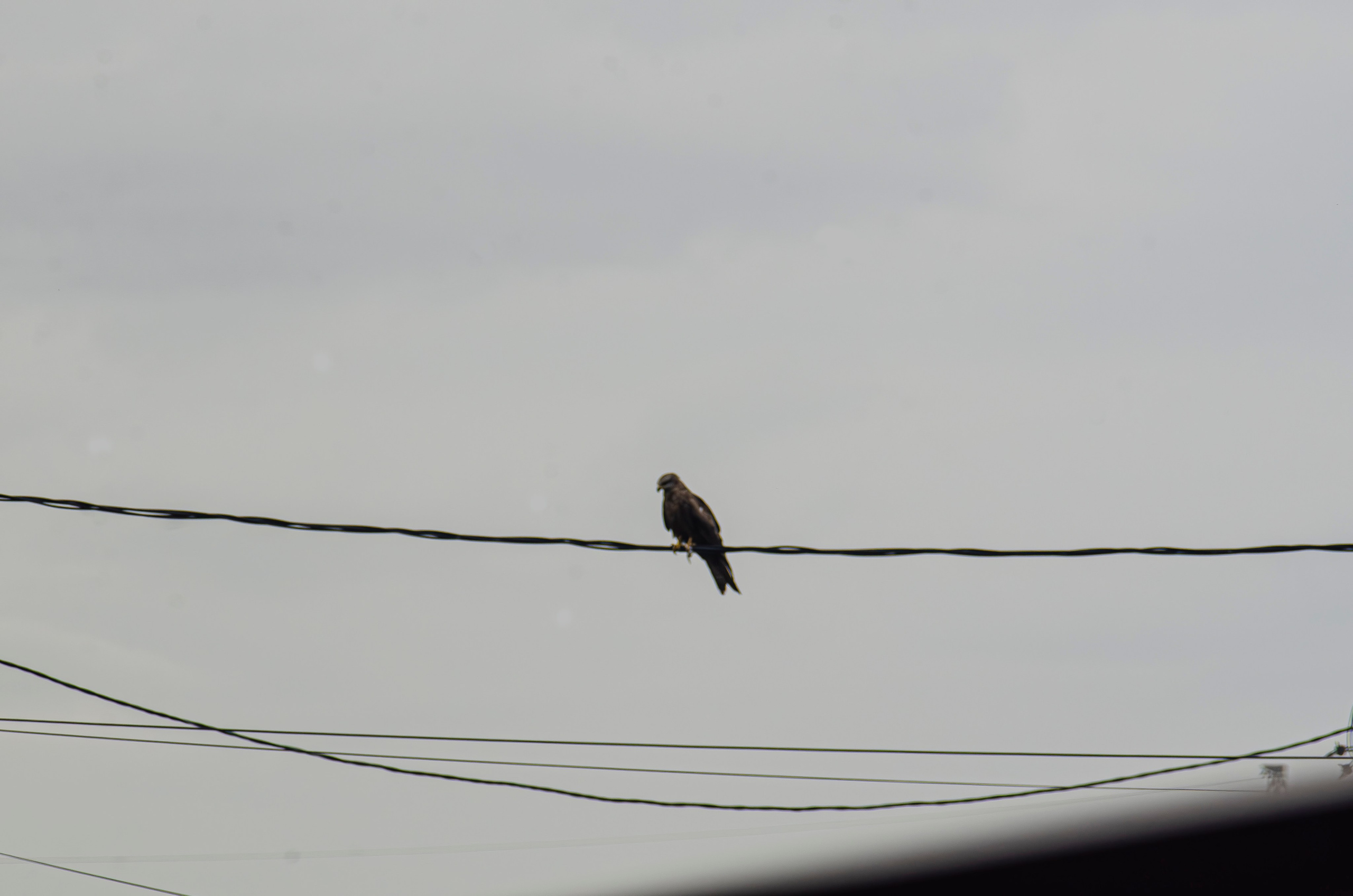 Птицы.Животные. Sreda fotoArt