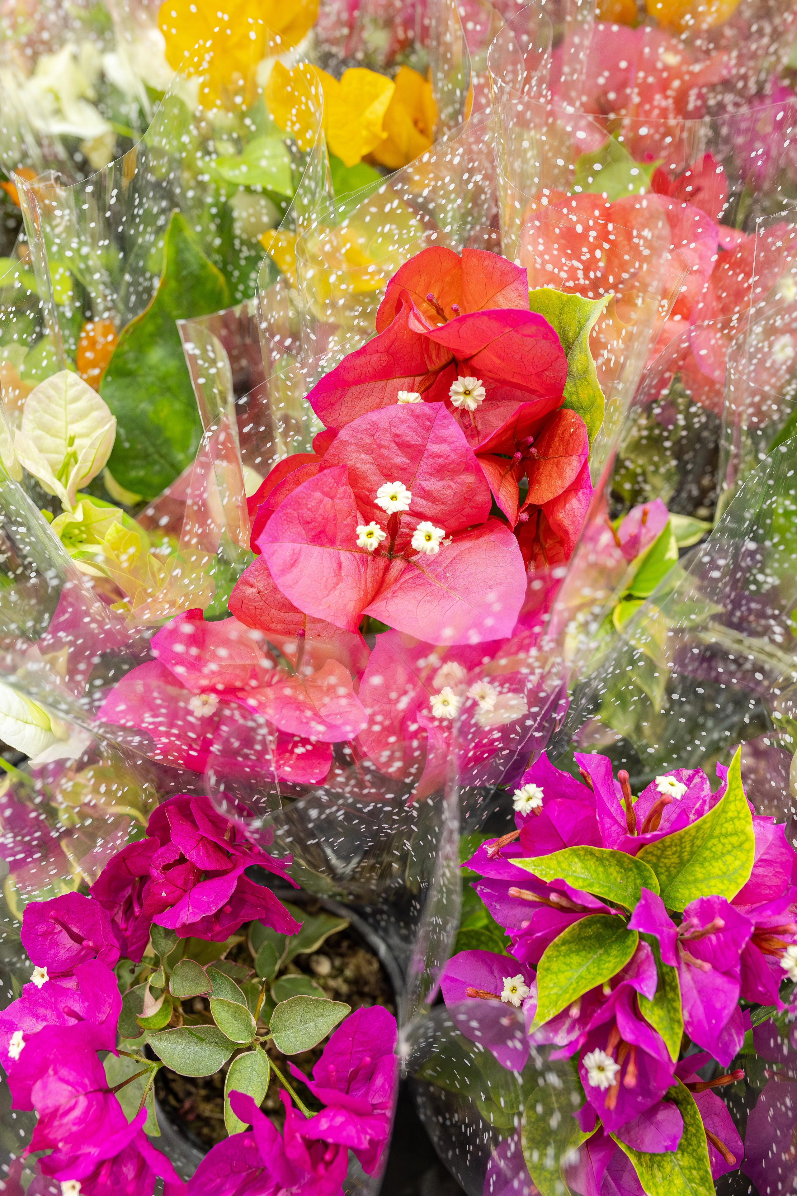 Монстериум апрель 2026. Александра Куликова фотограф, Москва