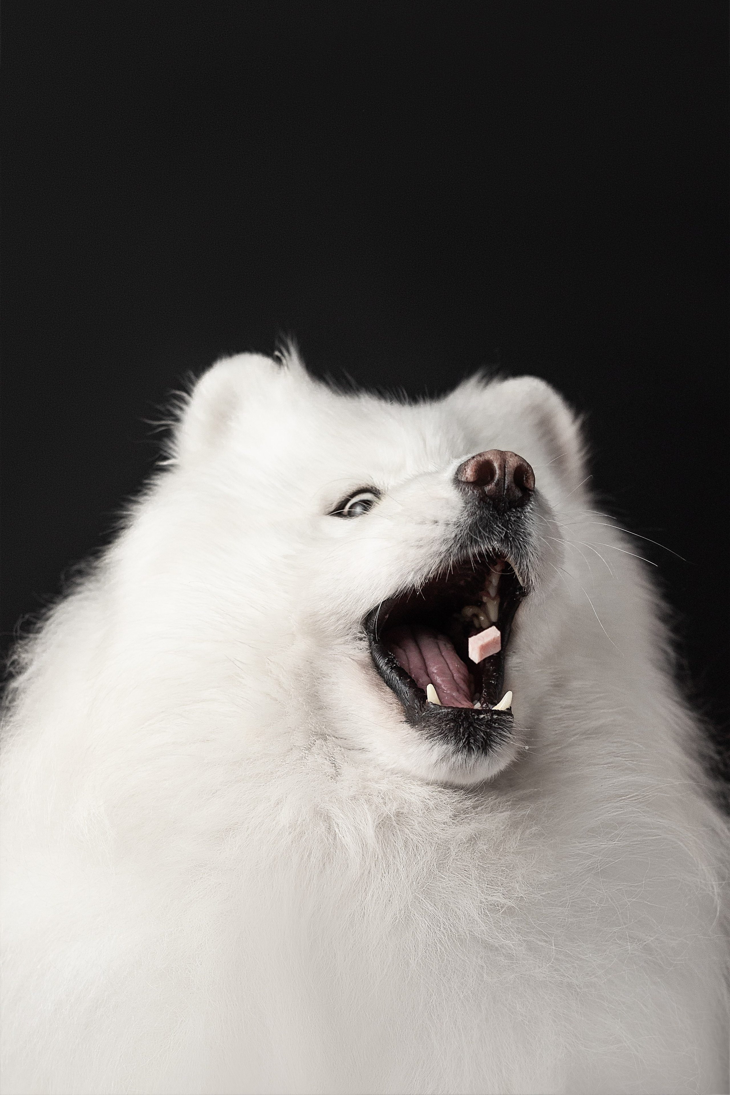 Студия, летающие вкусняшки. Фотограф анималист в Москве Майорова Евгения