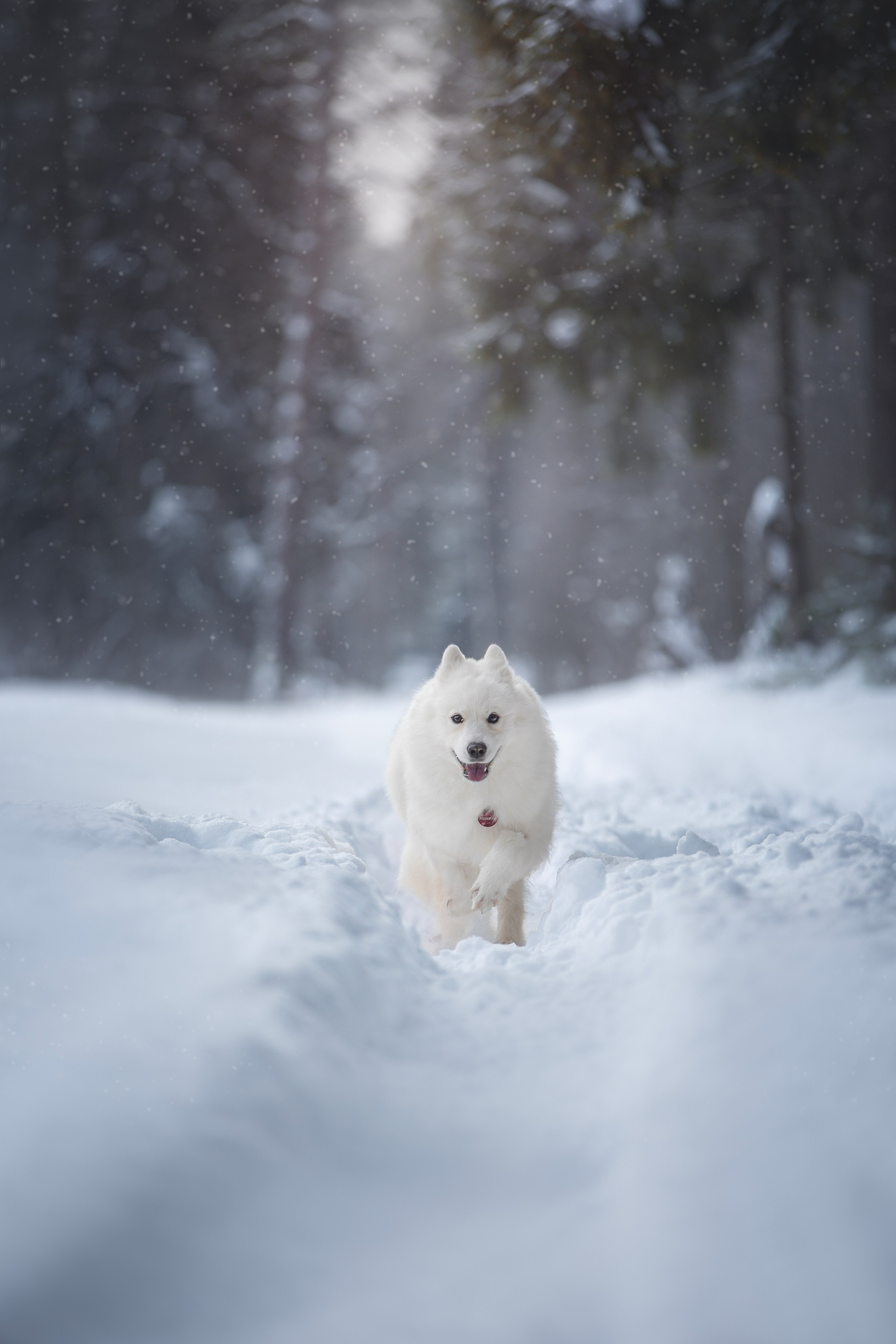 Руби, Николь, Кирилл и Мила. Фотограф анималист в Москве Майорова Евгения