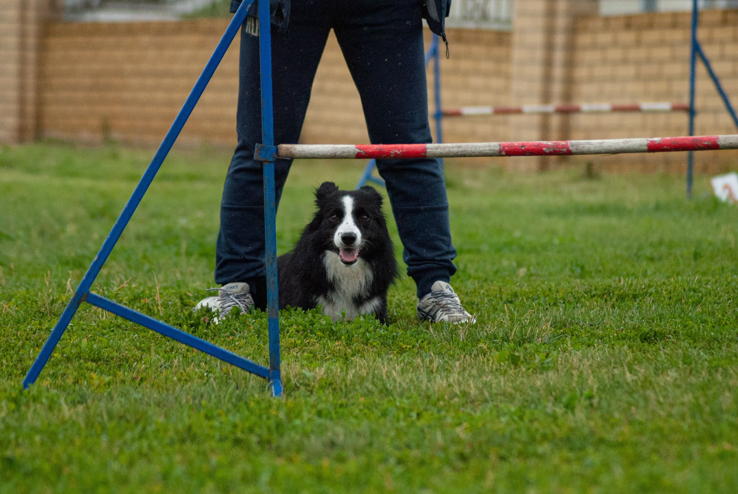Аджилити. Фотограф в Тюмени Лизавета Сапицкая