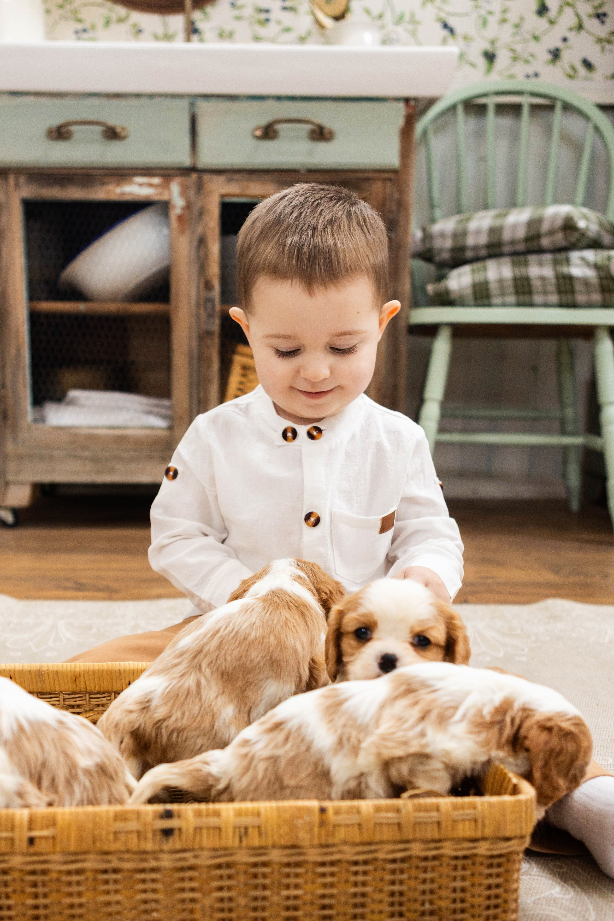 Фотосессия со щенками кавалер кинг чарльз спаниэль. Свадебный семейный и детский фотограф в Краснодаре Карина Федоровская