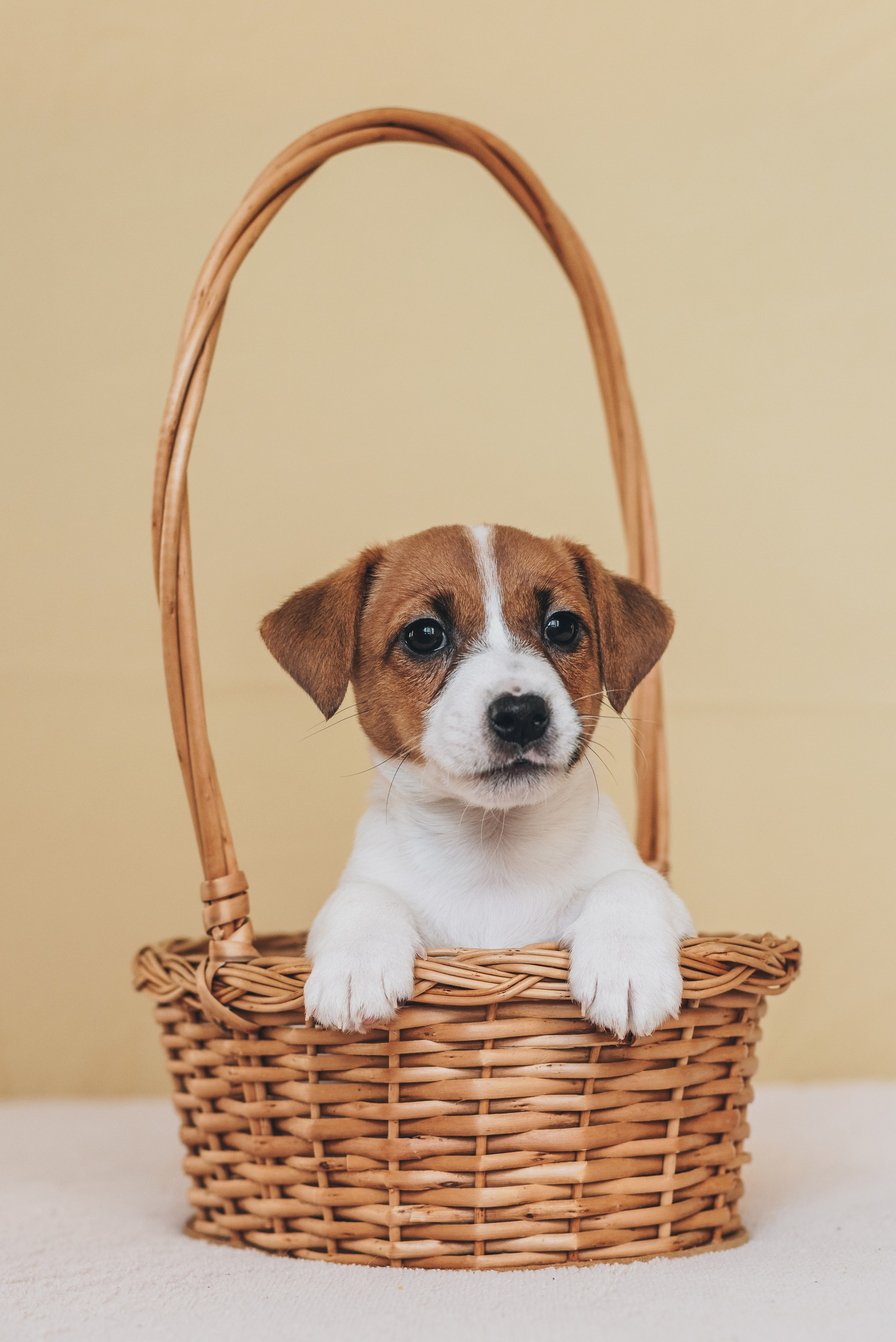 Jack Russell Terrier. Natalia Finch Photography — Family, Kids & Pet Photographer in Chicago, IL