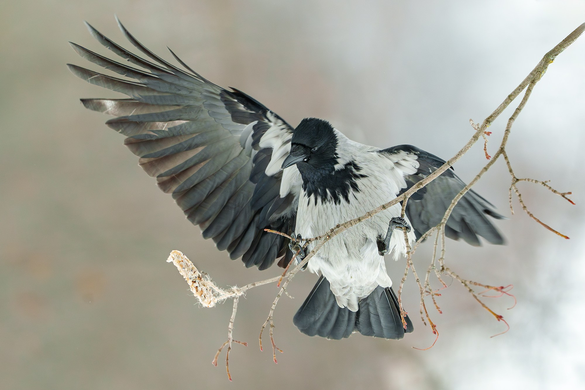 Удивительные мир птиц. Вокруг нас столько прекрасного — присмотритесь!. Ваш личный фотограф Марина Волкова