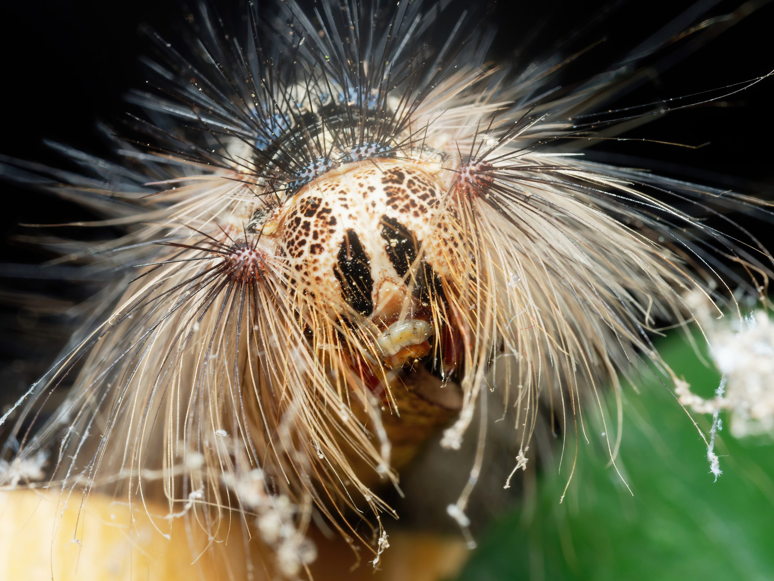 Остальные. Oles Paritskiy