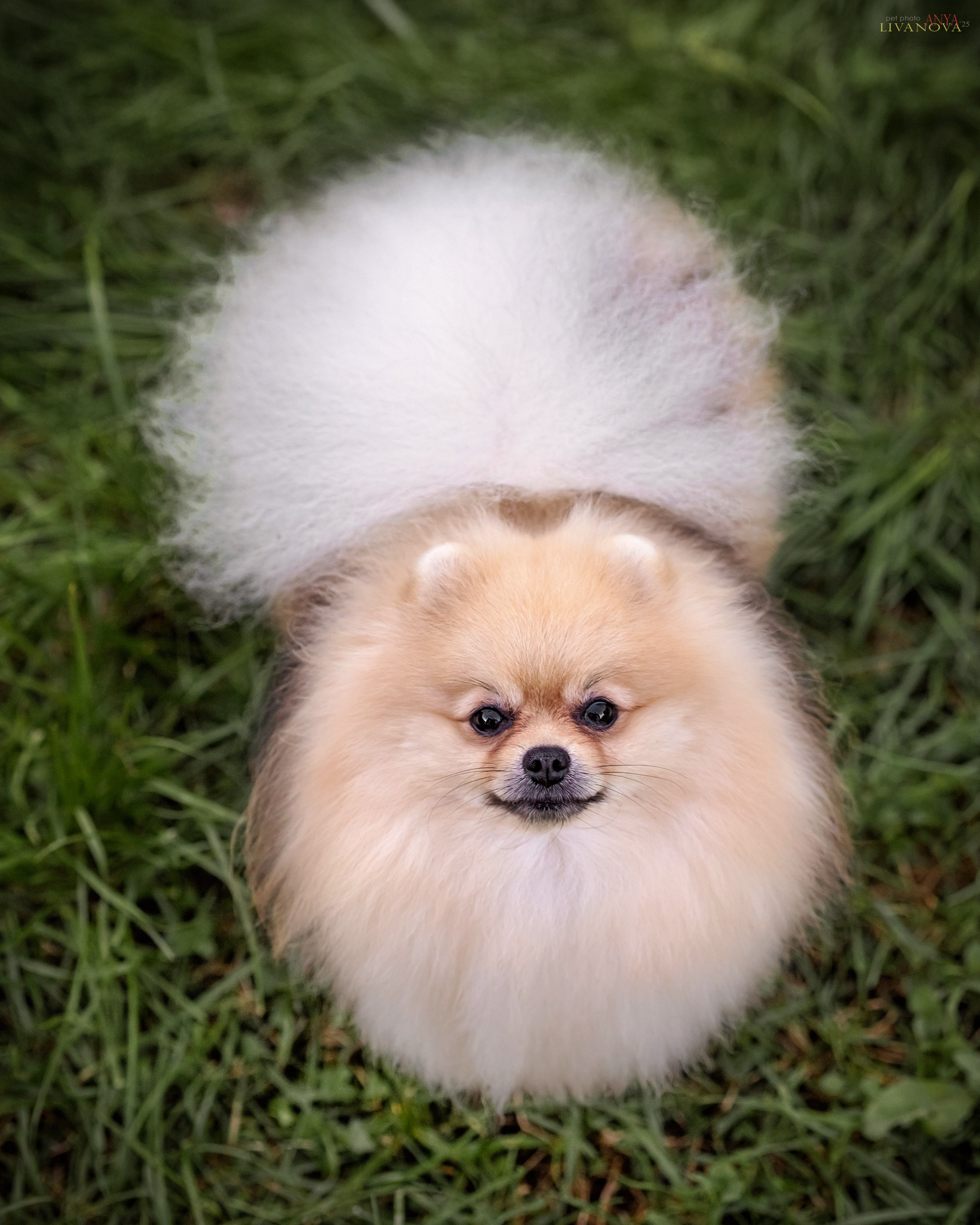 Шпицы. Фотограф анималист Аня Ливанова | Рыбинск