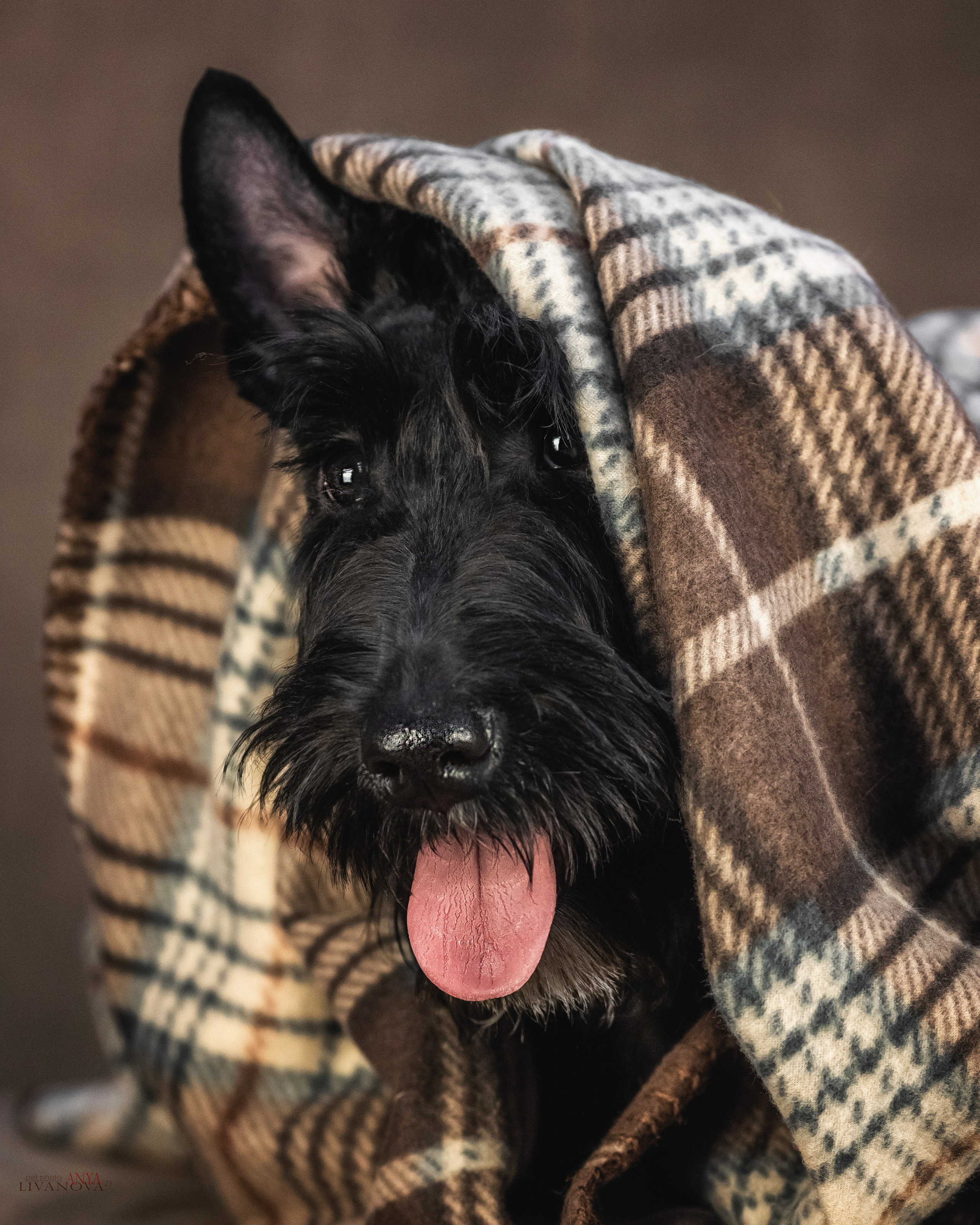 Скотч терьер. Фотограф анималист Аня Ливанова | Рыбинск