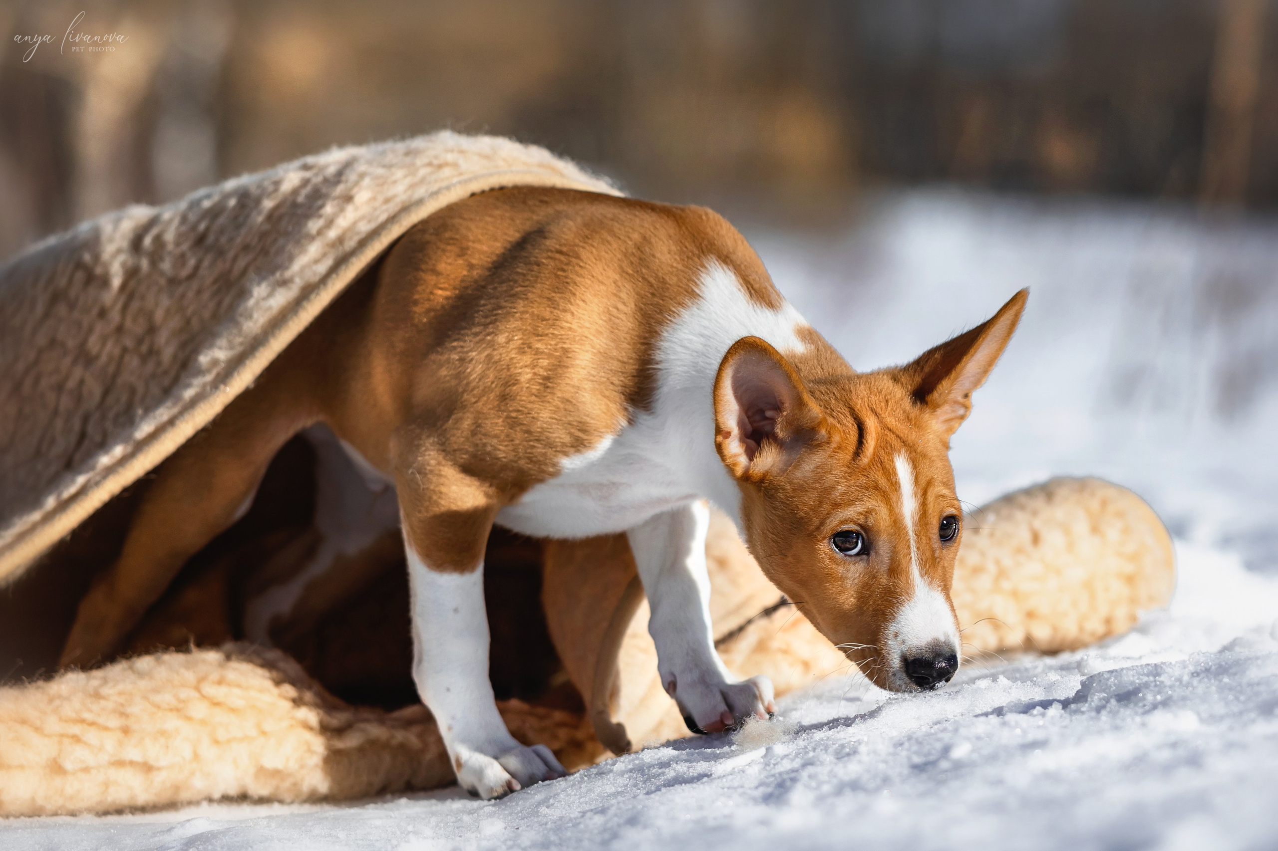 Балу. Фотограф анималист Аня Ливанова | Рыбинск