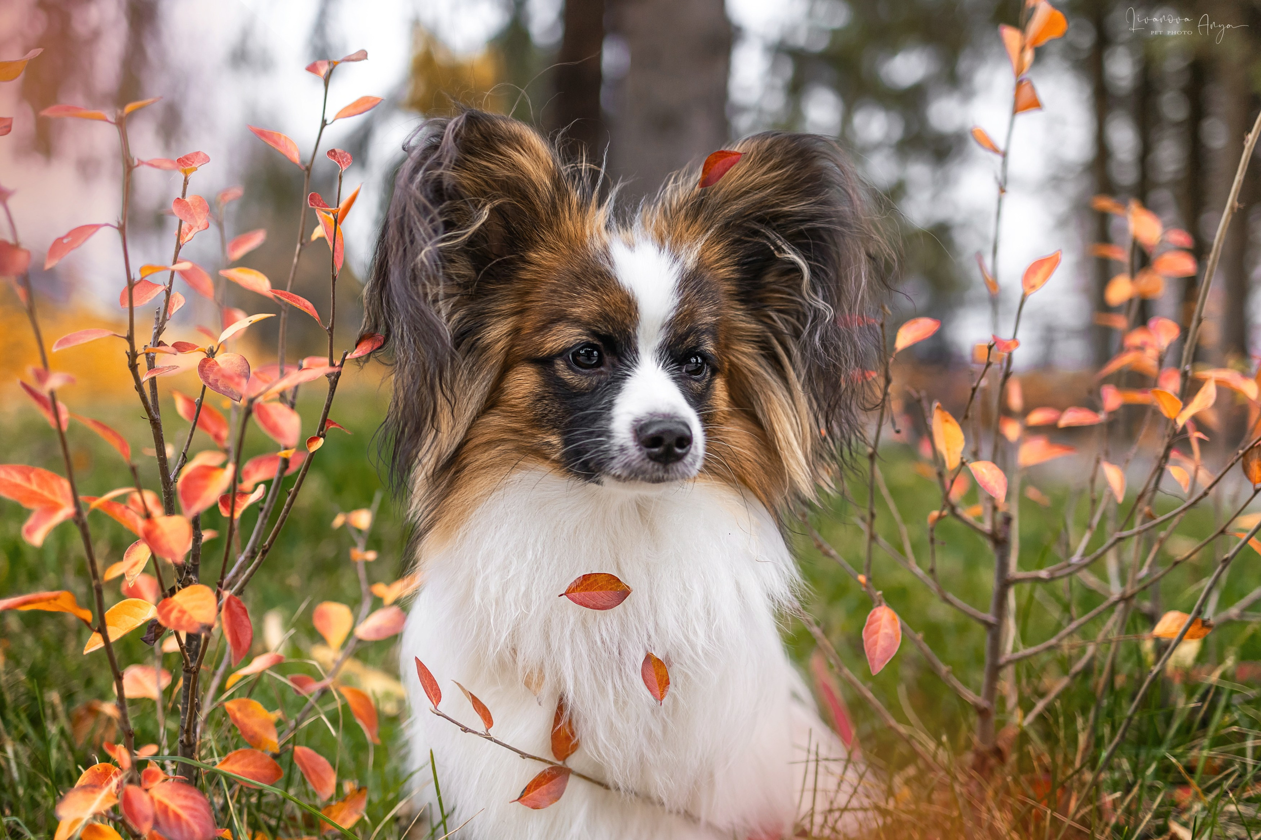 Хьюстон. Фотограф анималист Аня Ливанова | Рыбинск