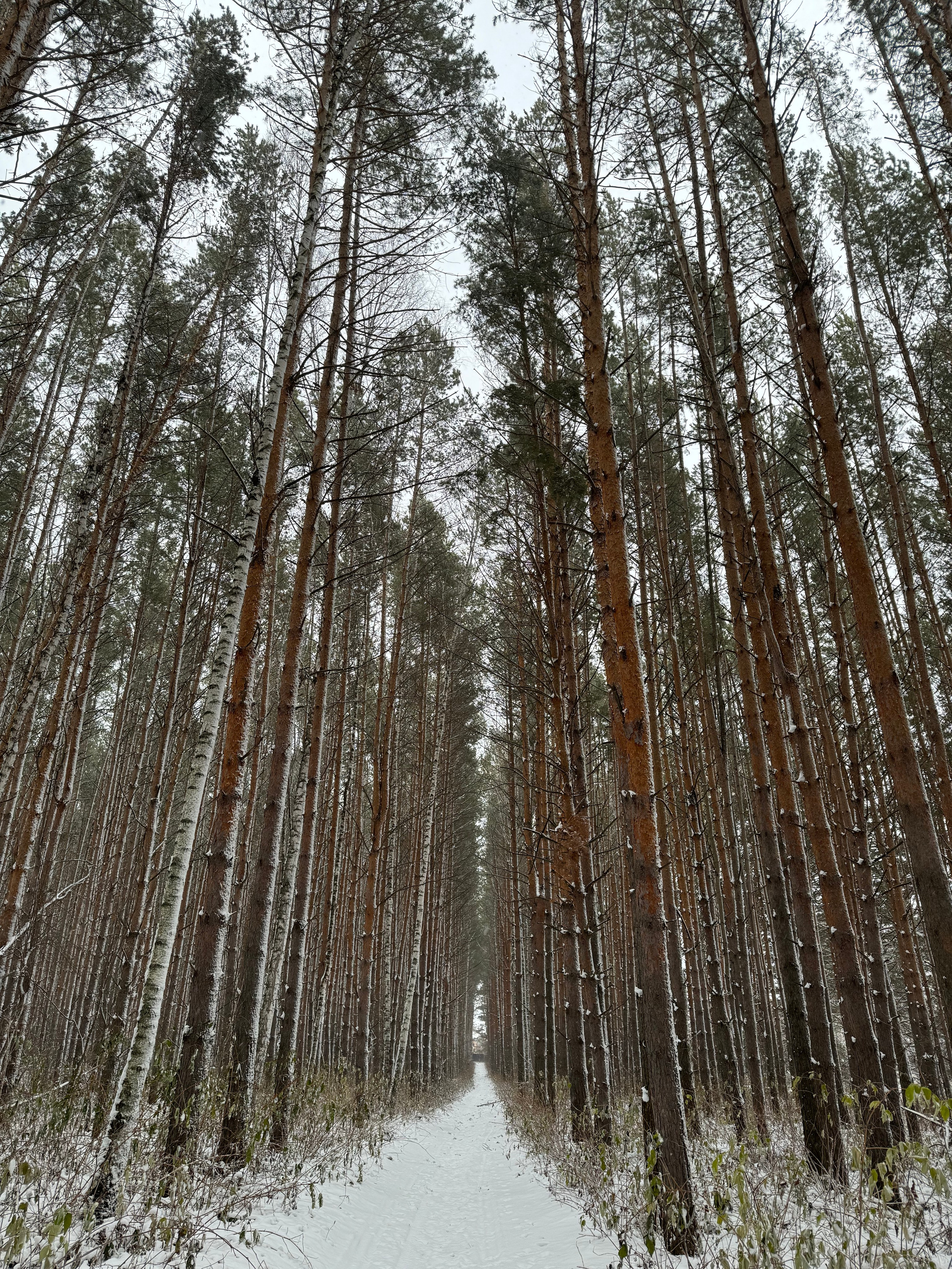 Автор: Darina Keselman