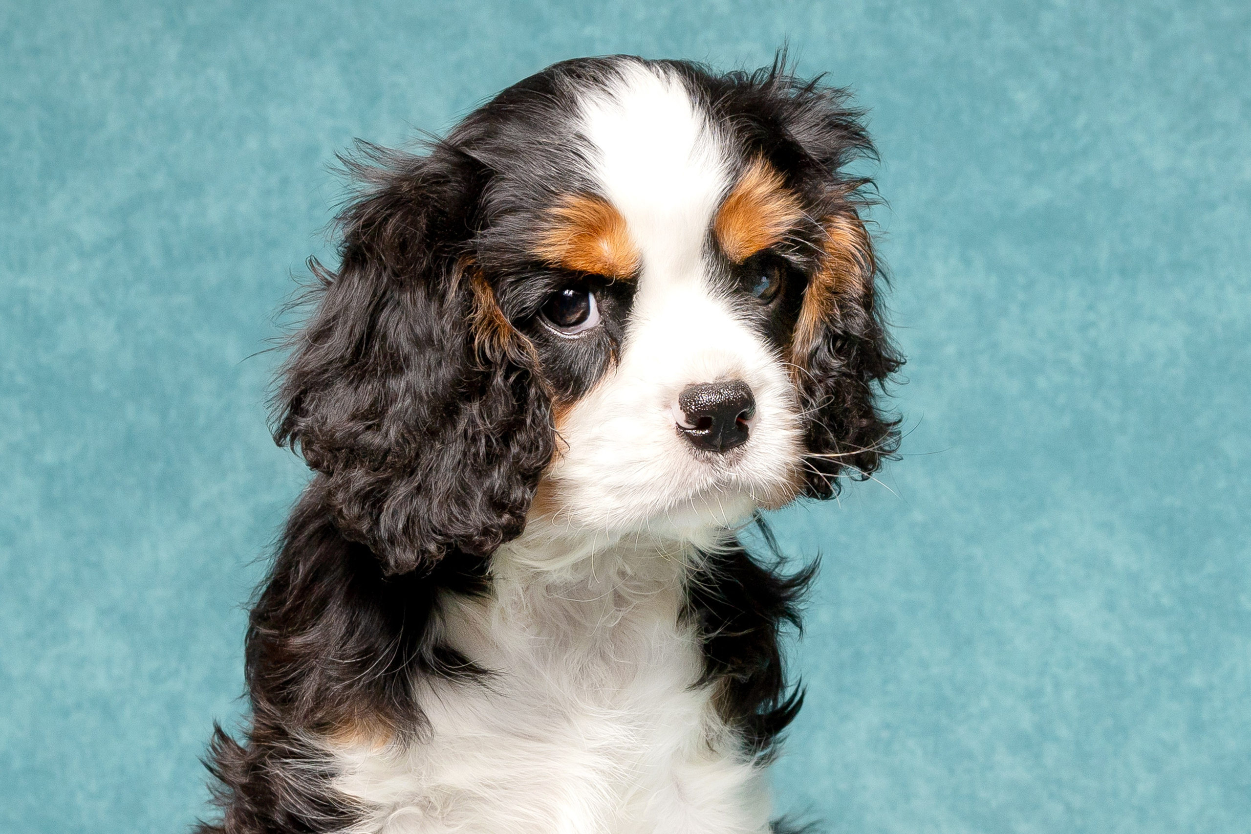 Кавалер Кинг Чарльз спаниель. Юлия Микульская. Рыбинск