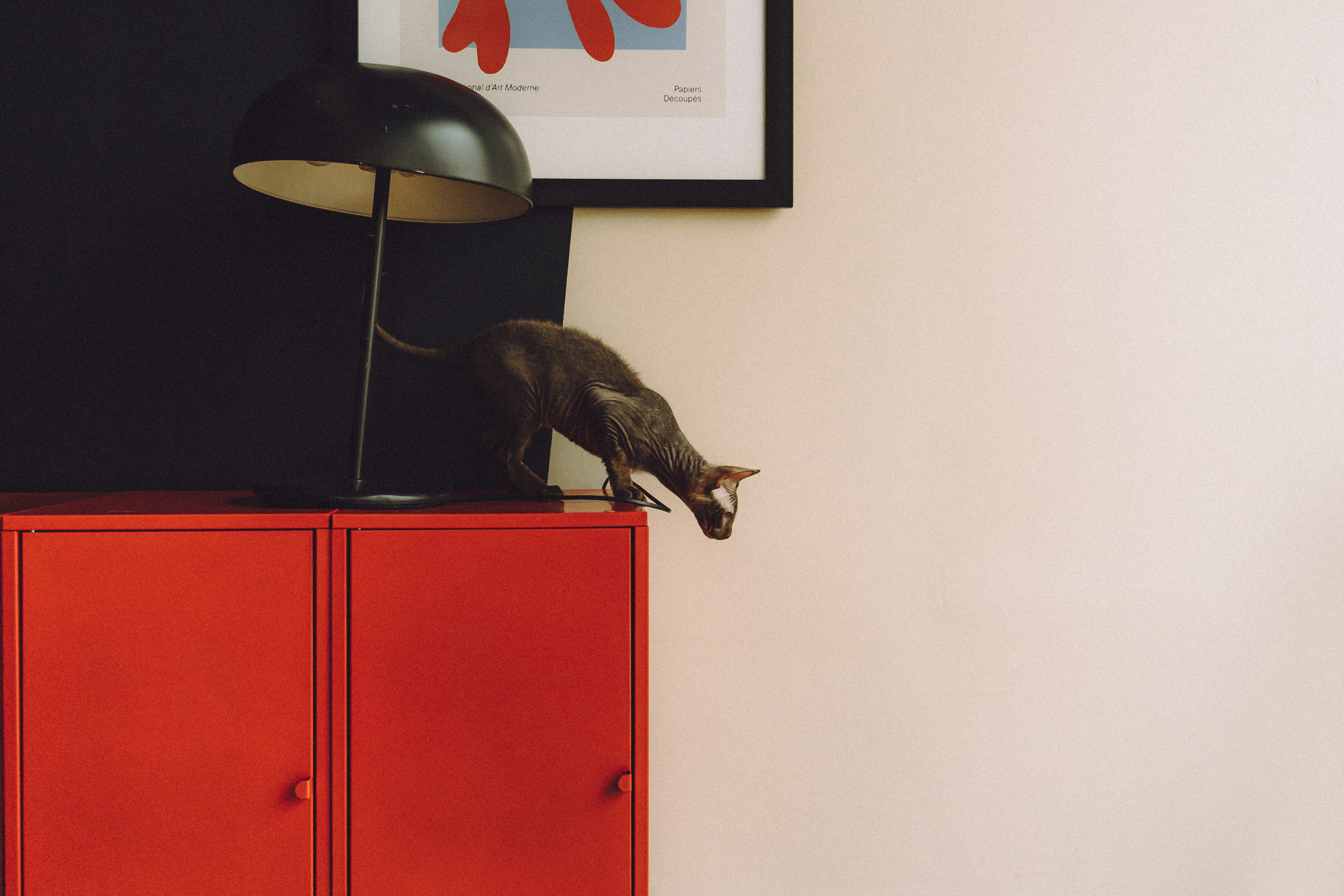 Кокос, Света, Динара и Вилли