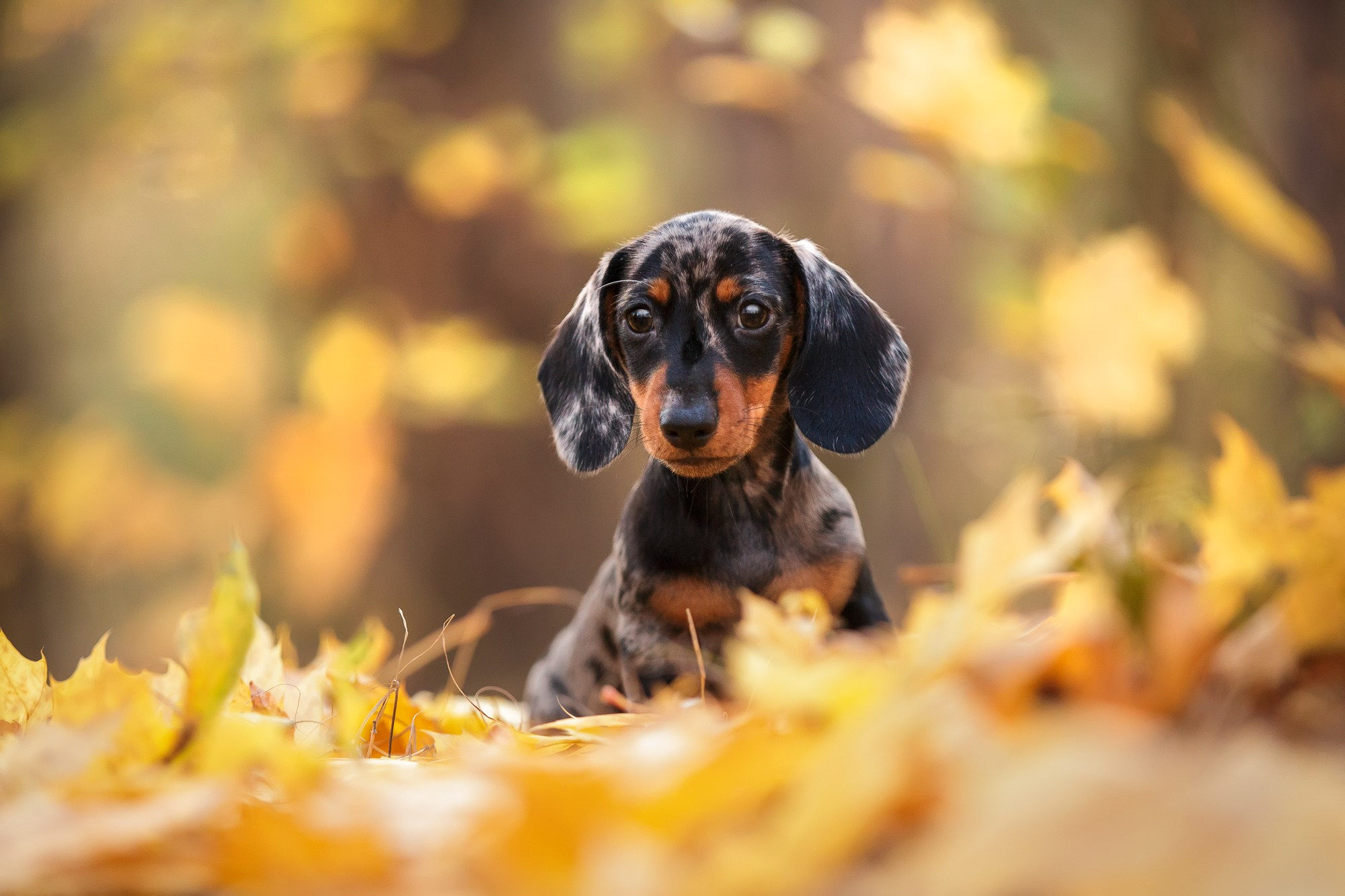 Фотосъёмки щенков. Фотограф-анималист Natalia Deingel | Фотосъемка собак в Москве