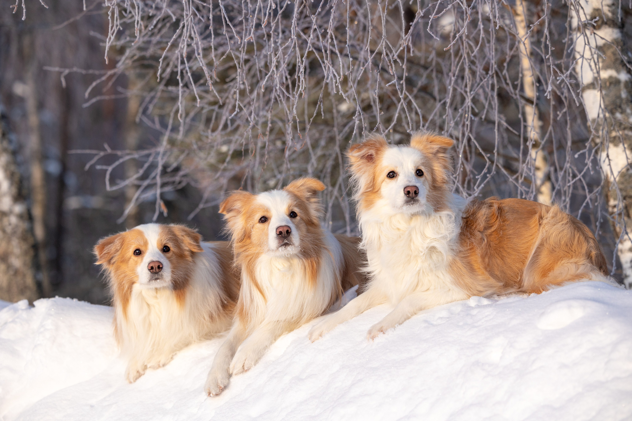 Бордер колли Прайм, Вэй и Лёля. Фотограф-анималист Natalia Deingel | Фотосъемка собак в Москве