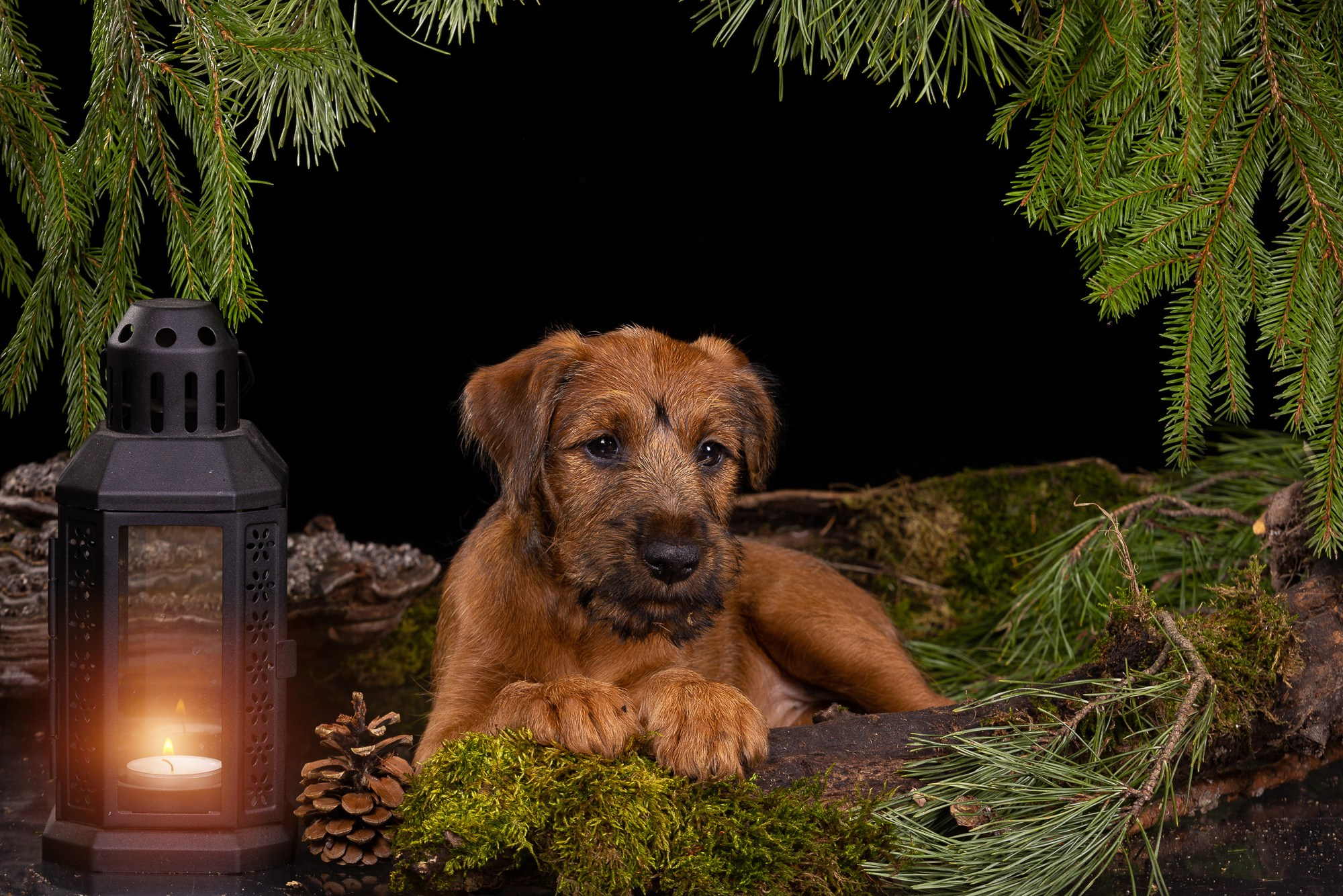 Фотосъёмки щенков. Фотограф-анималист Natalia Deingel | Фотосъемка собак в Москве