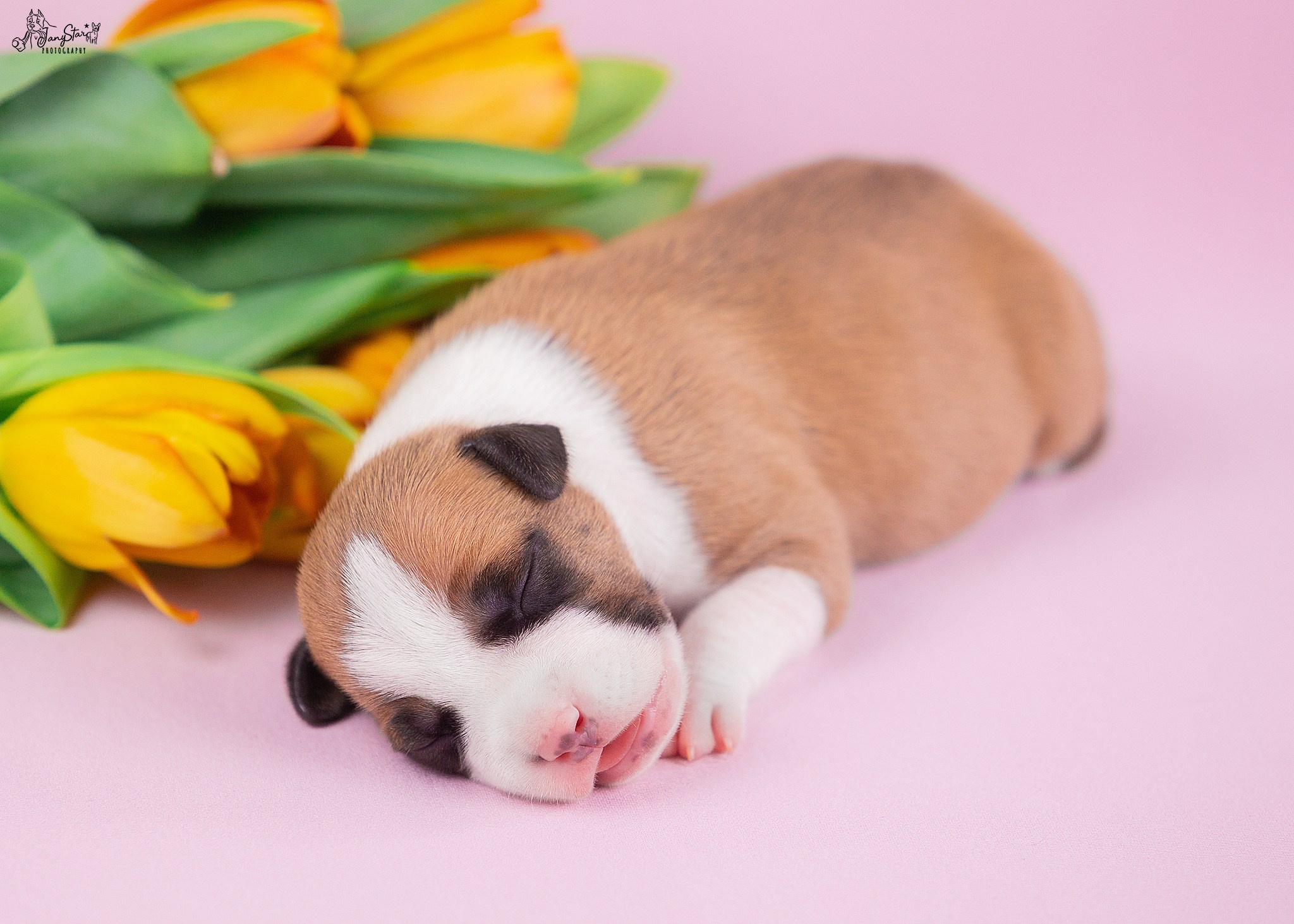 Puppies. Фотограф-анималист в Москве Евгения Старостина