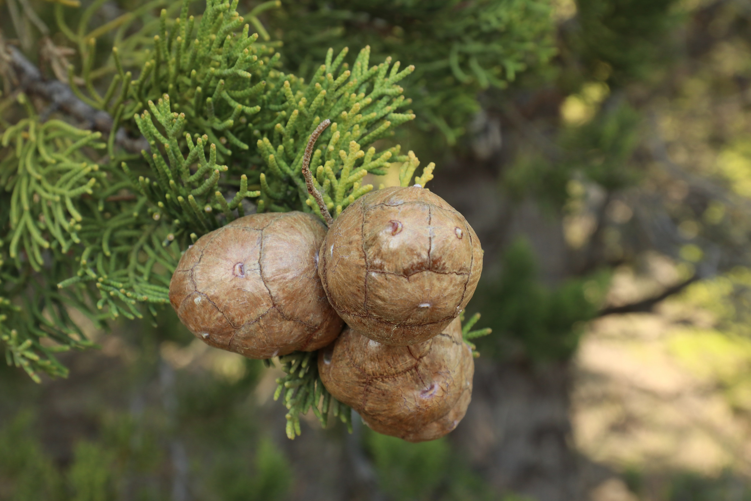 Крым. ЮБК (Севастополь, Кастрополь, Ялта). Май 2023. Путешественник-фотограф из Санкт-Петербурга Татьяна Свистулина