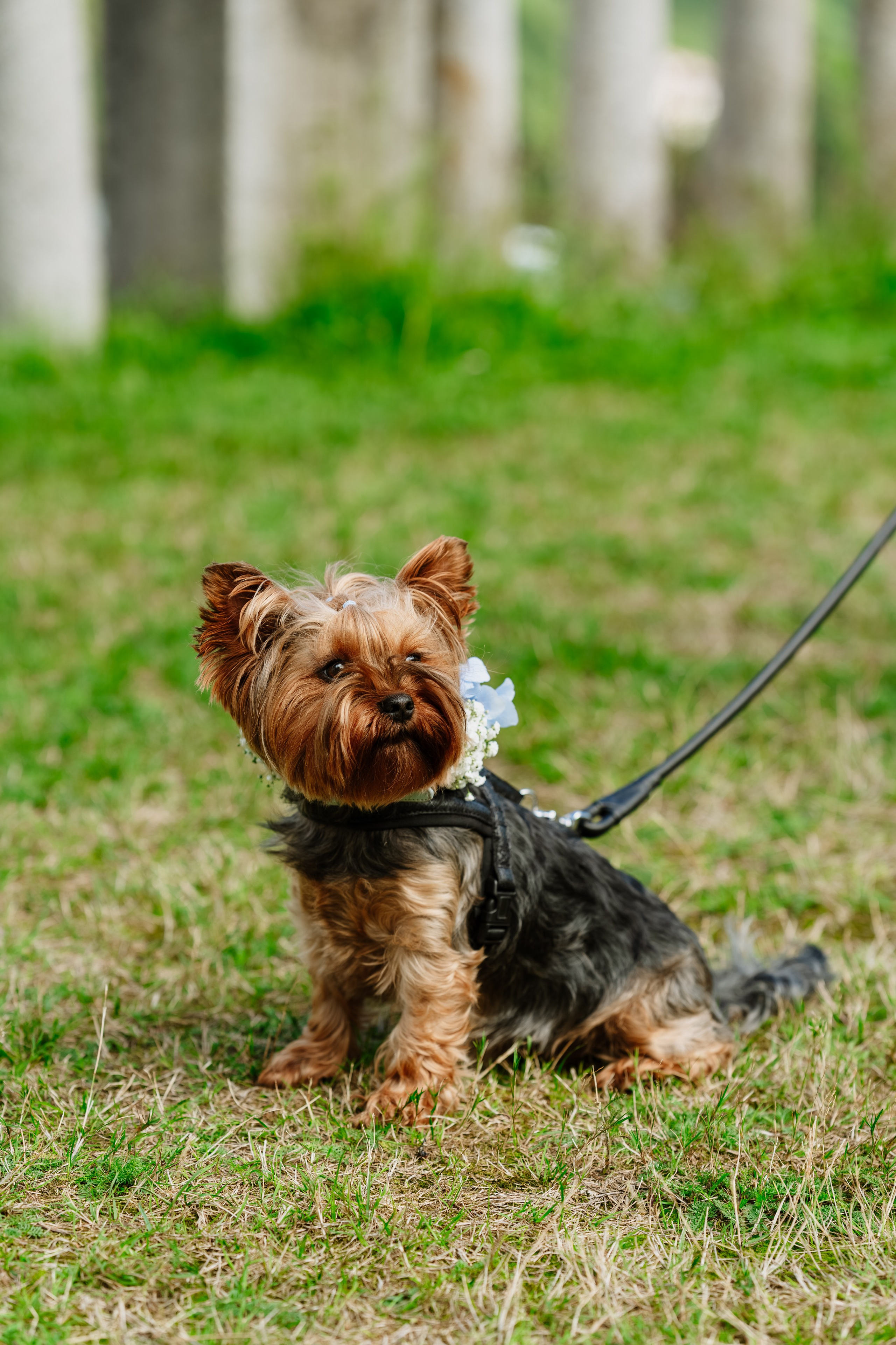 Vera & Lorenzo | Biella, Italy. Professional Wedding Photographer Geneva & Romande Switzerland | Tanya Creator