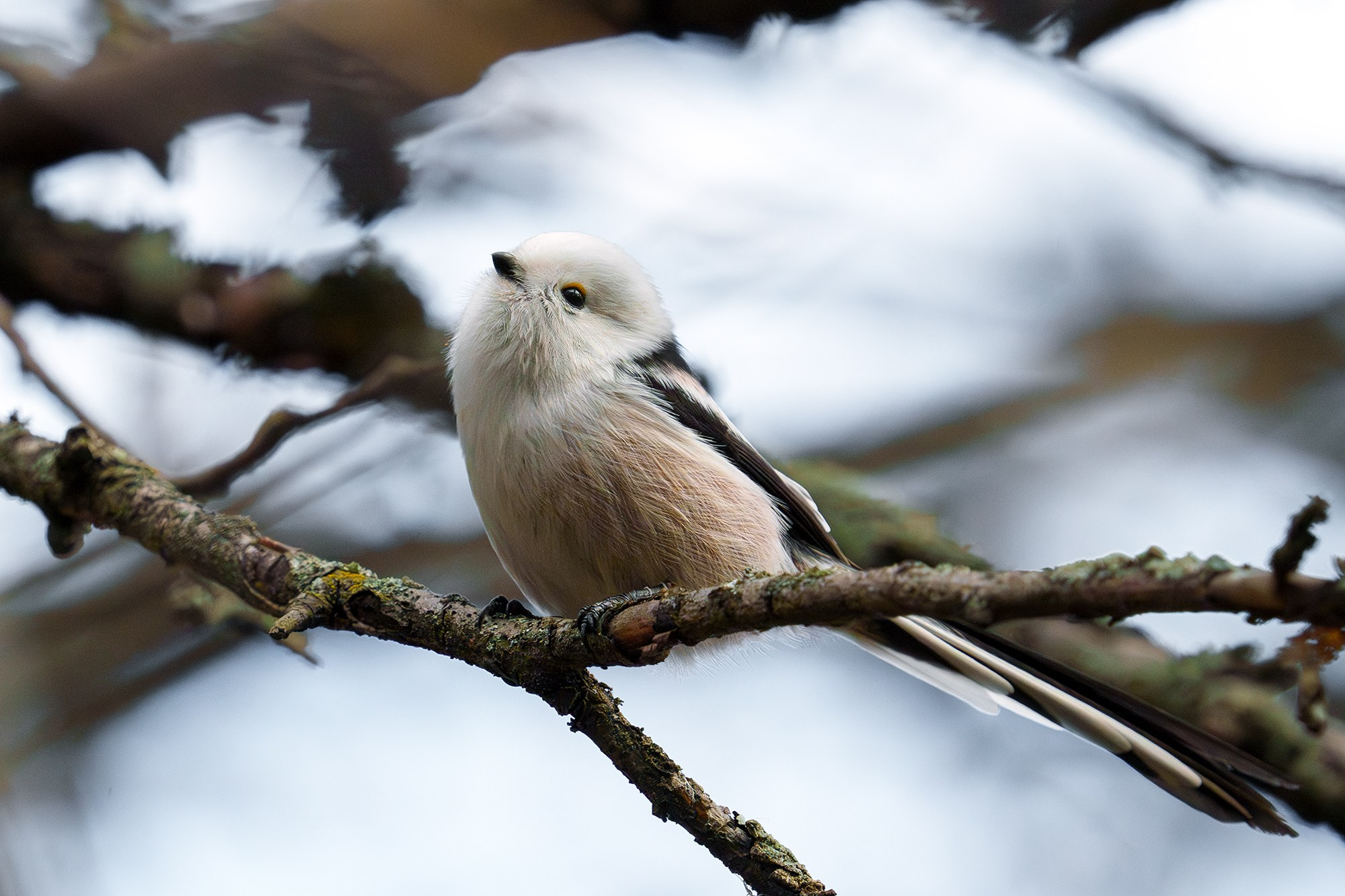 Удивительные мир птиц. Вокруг нас столько прекрасного — присмотритесь!. Ваш личный фотограф Марина Волкова