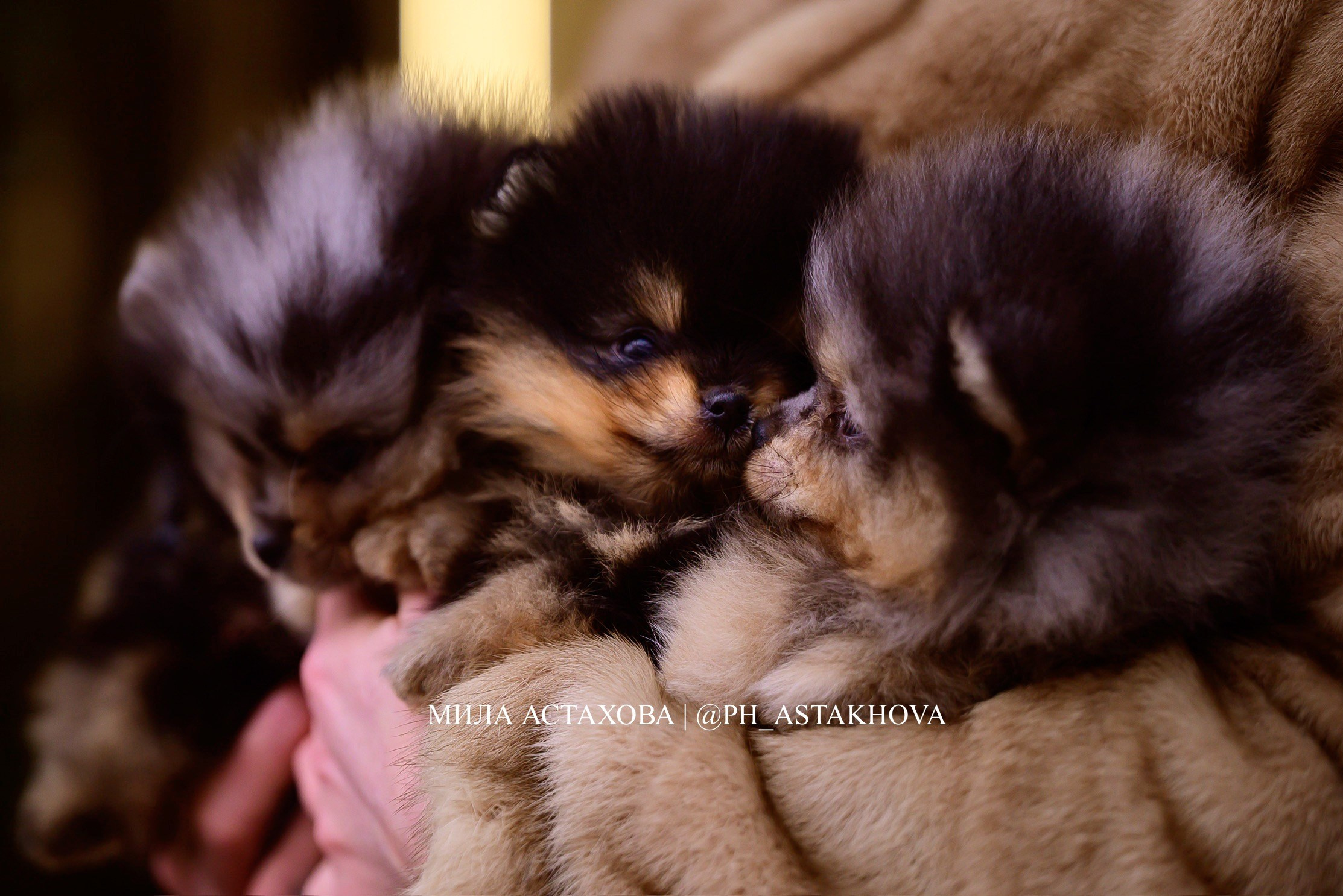 Яна и 5 круассанчиков. Мила Астахова