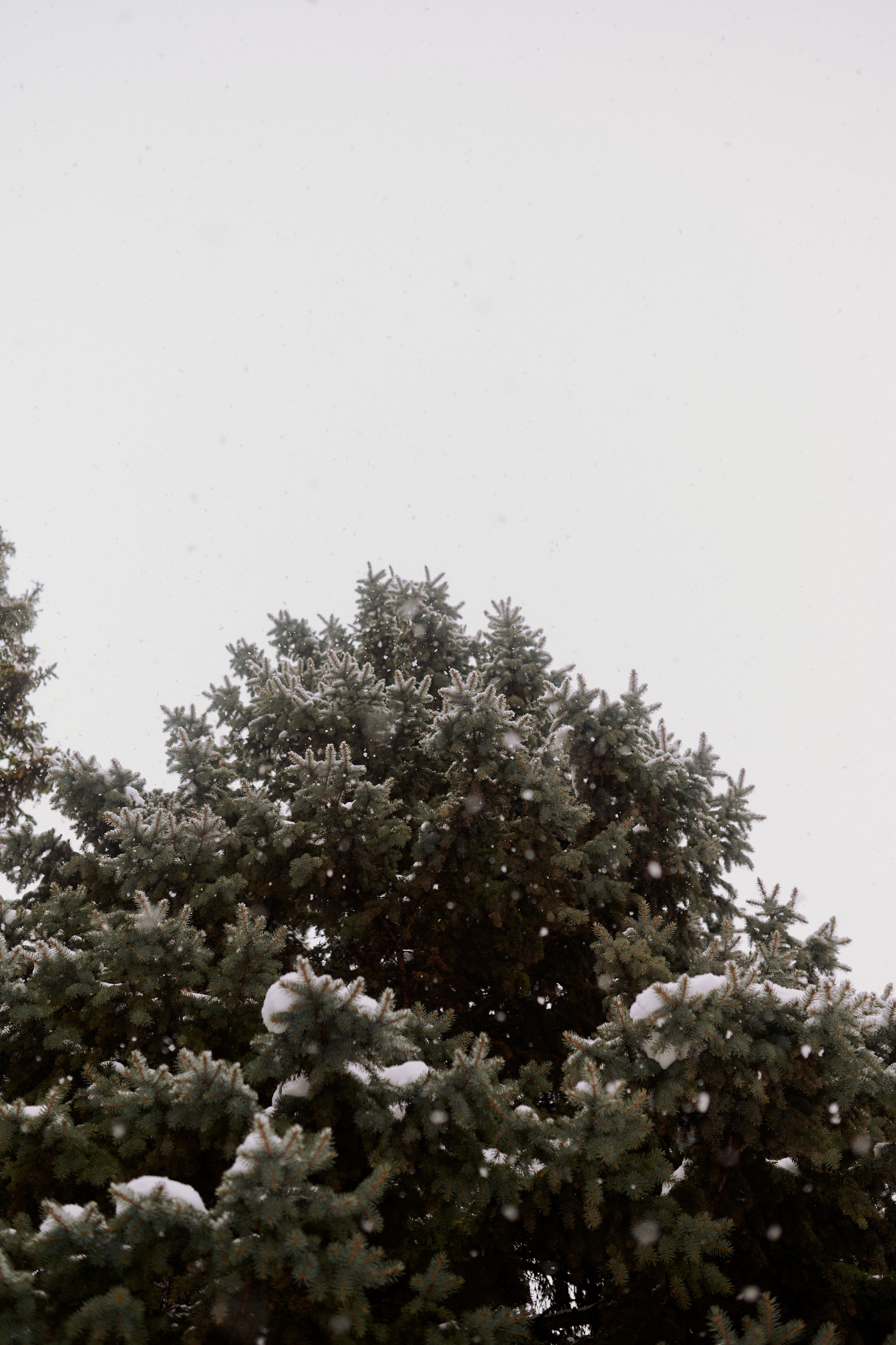 Андрей, Леся и Василиса в снежном парке. Семейный и свадебный lifestyle-фотограф в Москве Мария Петрова