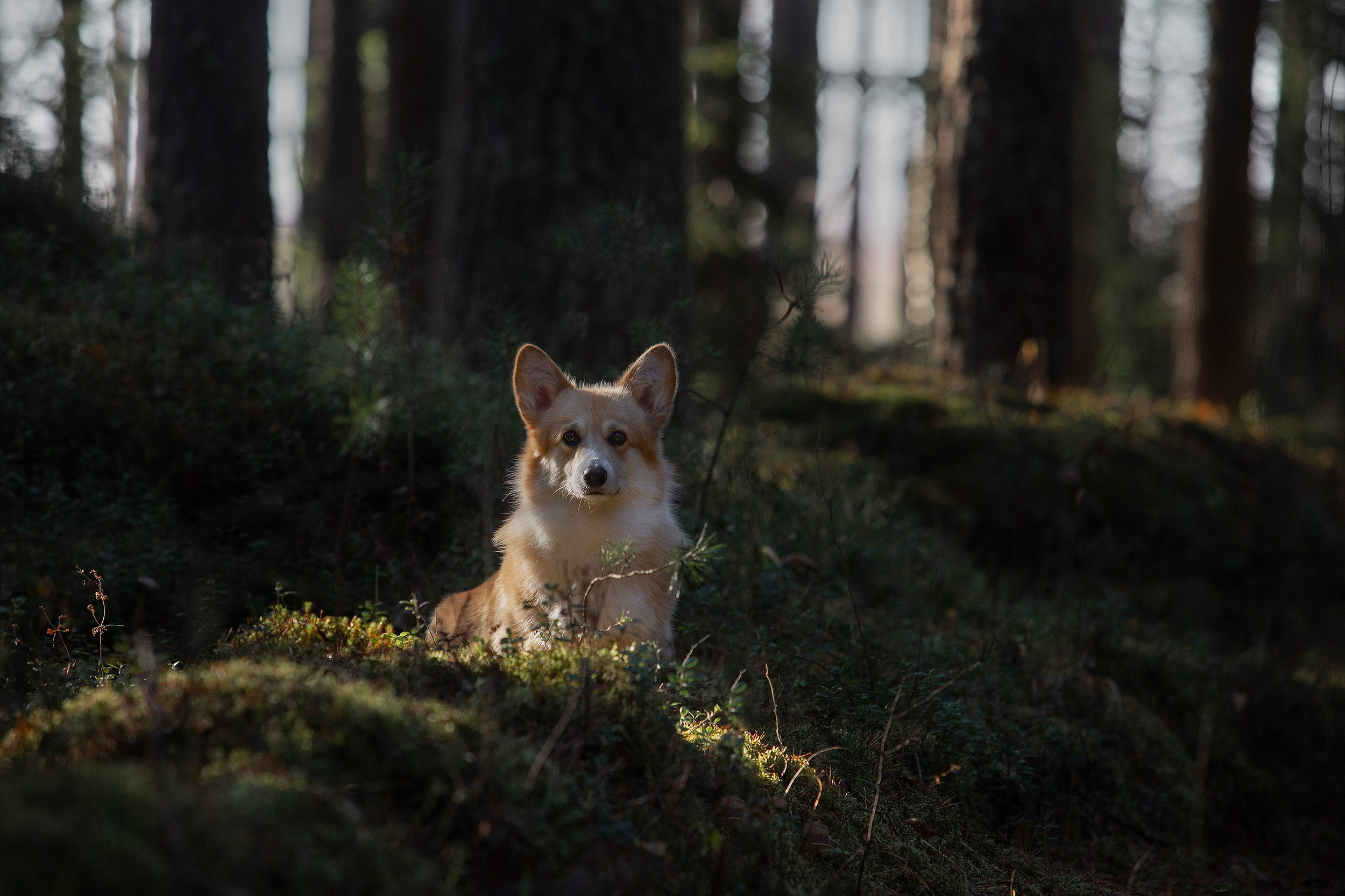 Собаки. Фотограф-анималист Юлия Удовенко
