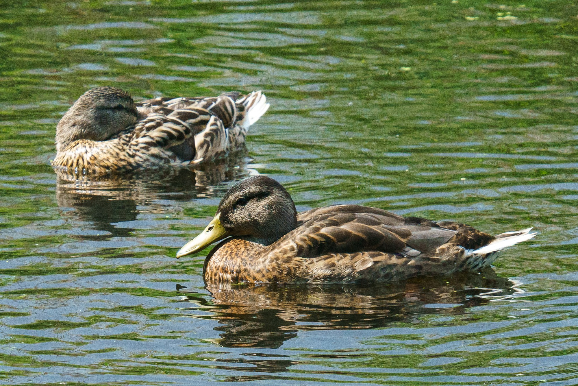 Удивительные мир птиц. Вокруг нас столько прекрасного — присмотритесь!. Ваш личный фотограф Марина Волкова