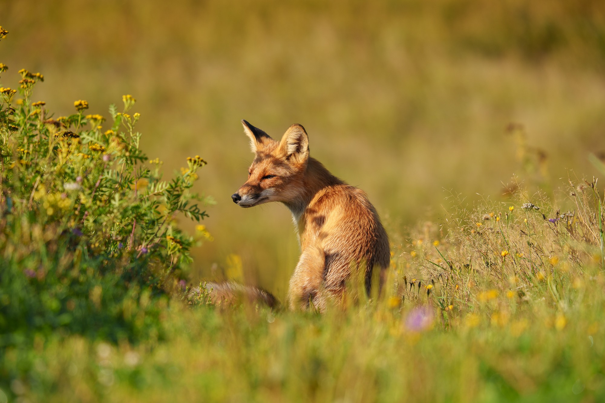 Животные. Ваш личный фотограф Марина Волкова