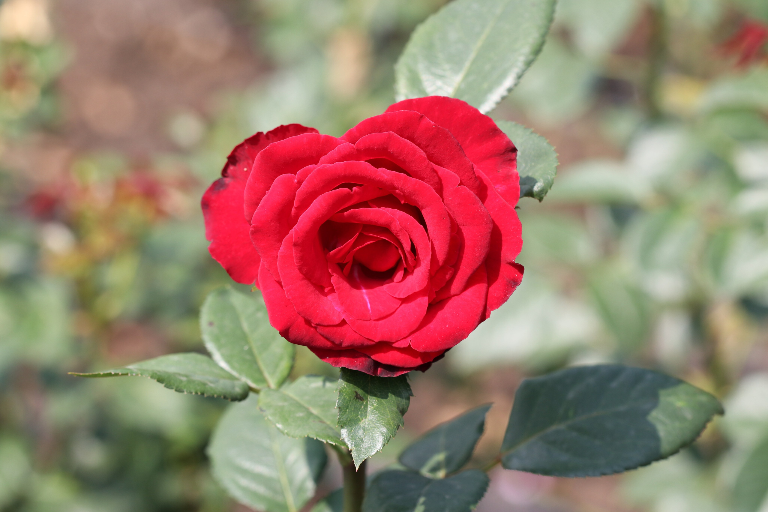 Долина роз в Кисловодске. Фото-художник и Репортажный фотограф Николаев Александр Алексеевич