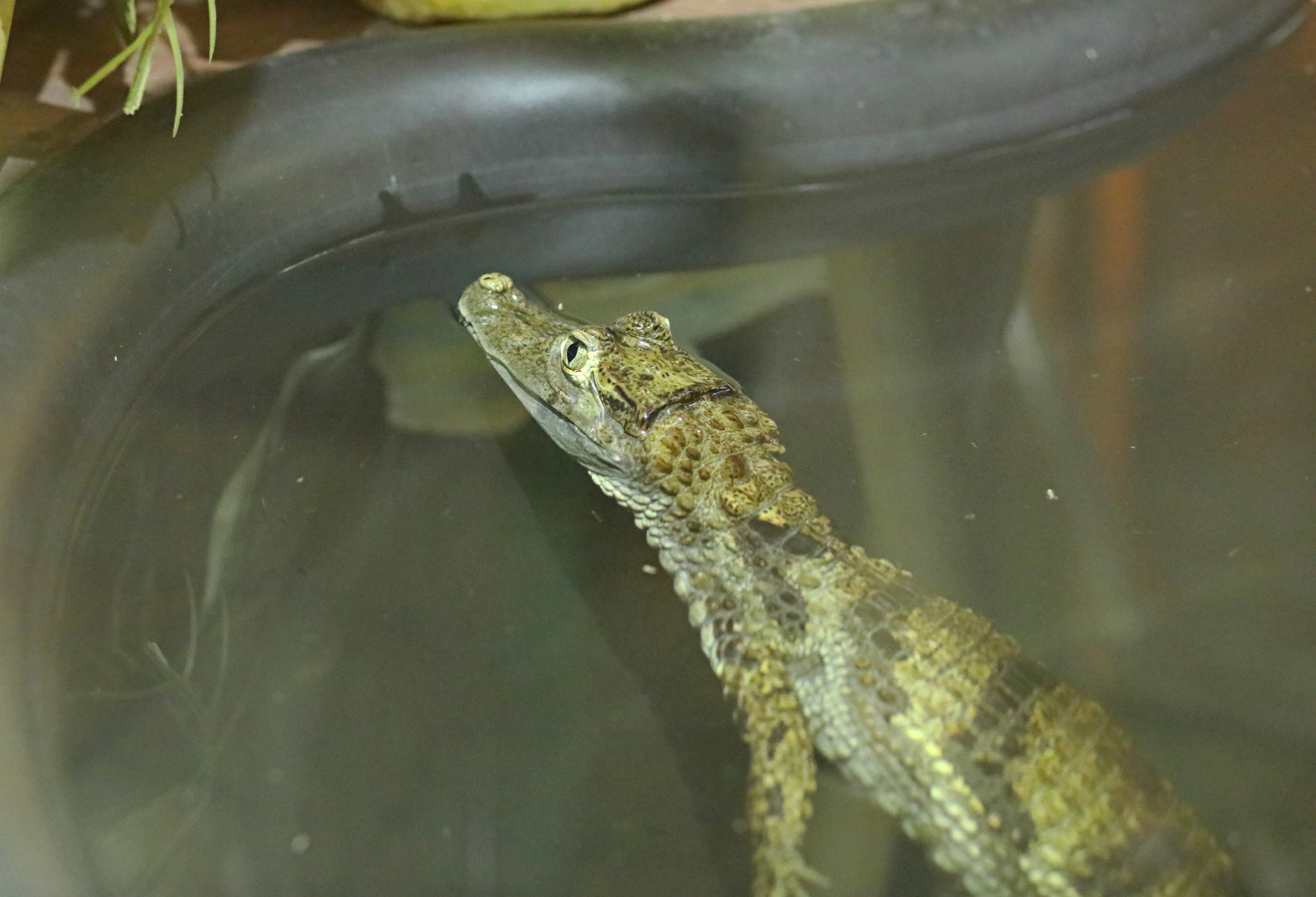 Ростовский зоопарк. Фото-художник и Репортажный фотограф Николаев Александр Алексеевич