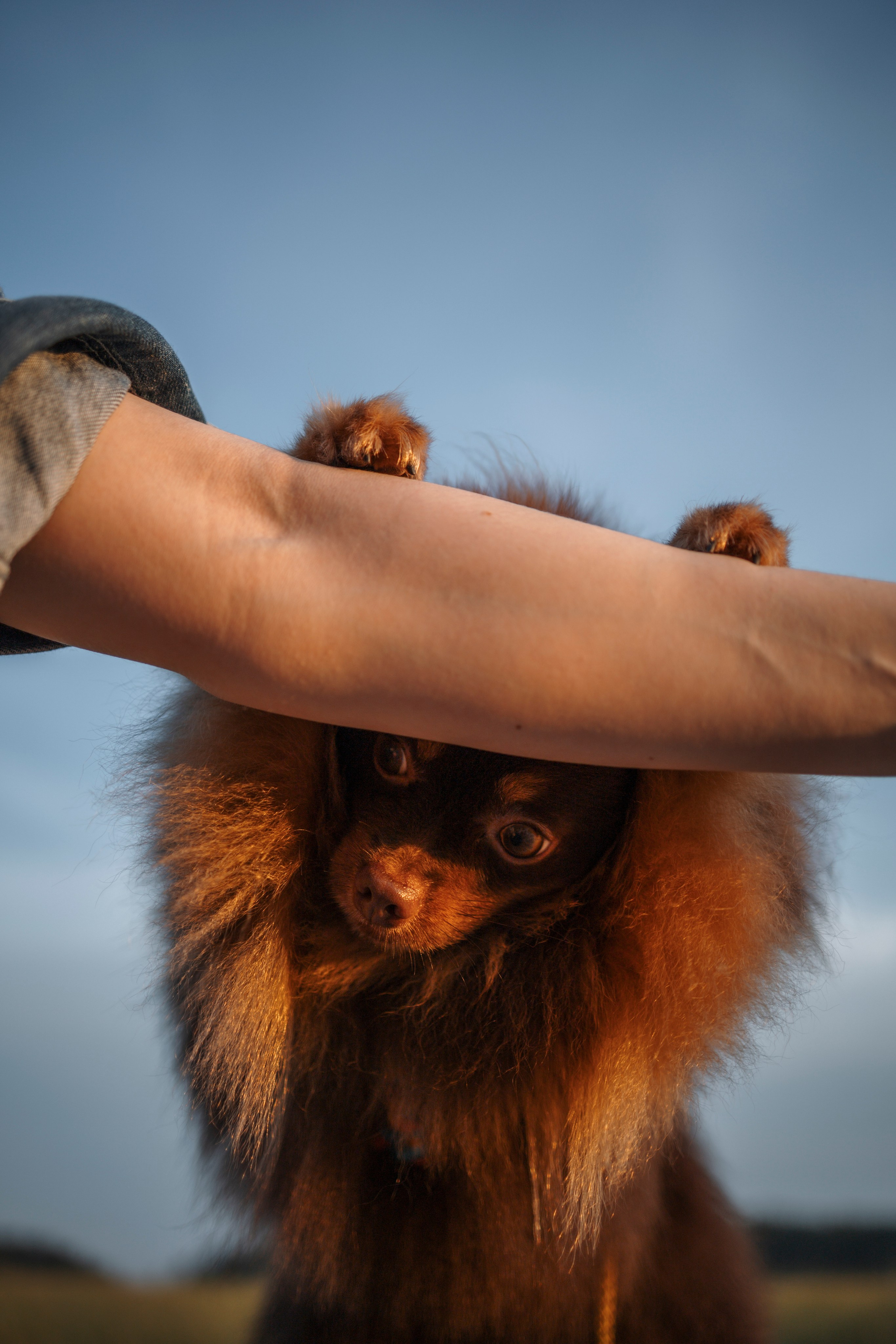 Сапфир и его семья. Фотограф-анималист в Санкт-Петеребурге Титова Алиса