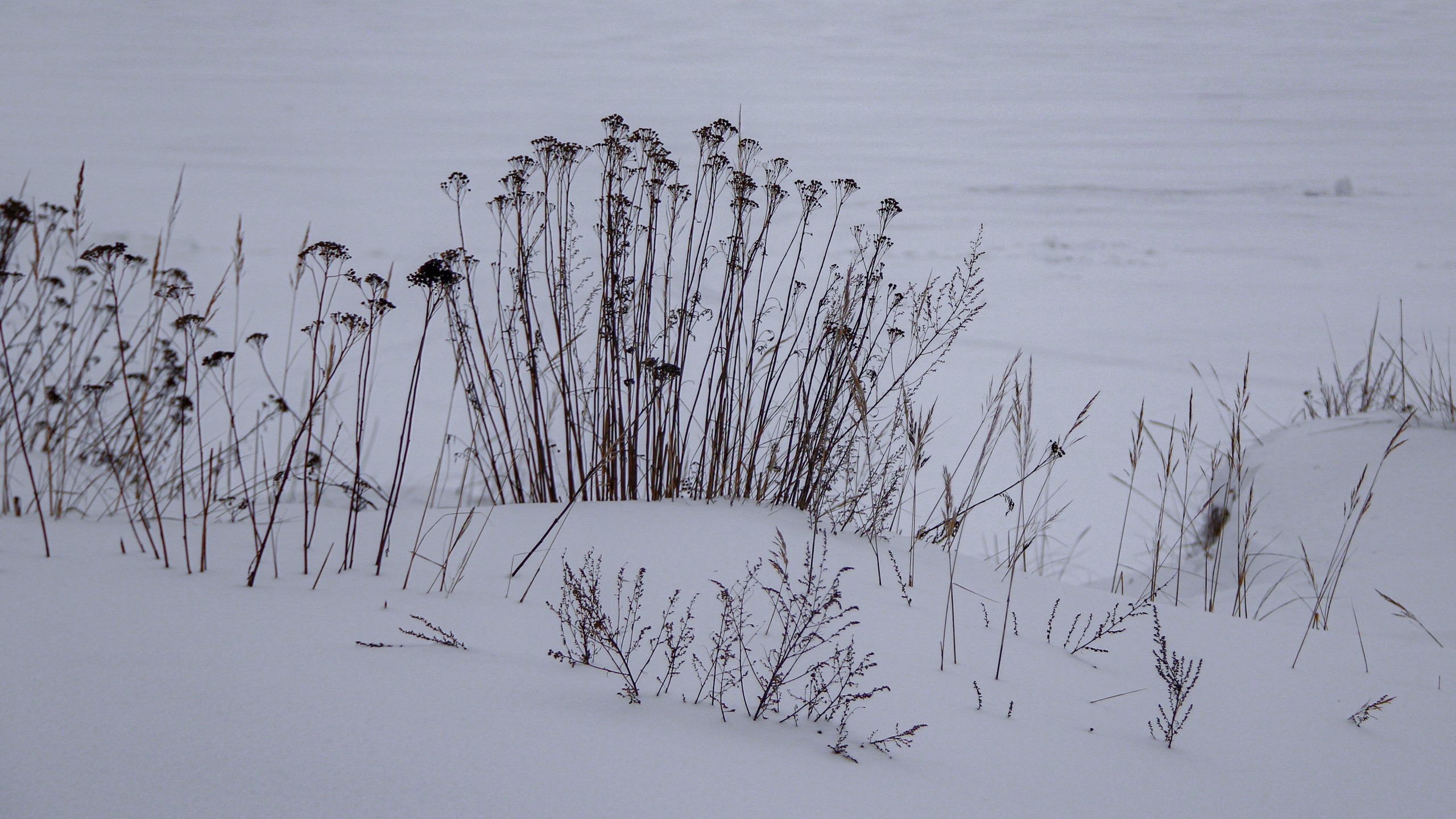 Зимние ветры дуют с озера. Натали. Janie valde |photographer & visual artist