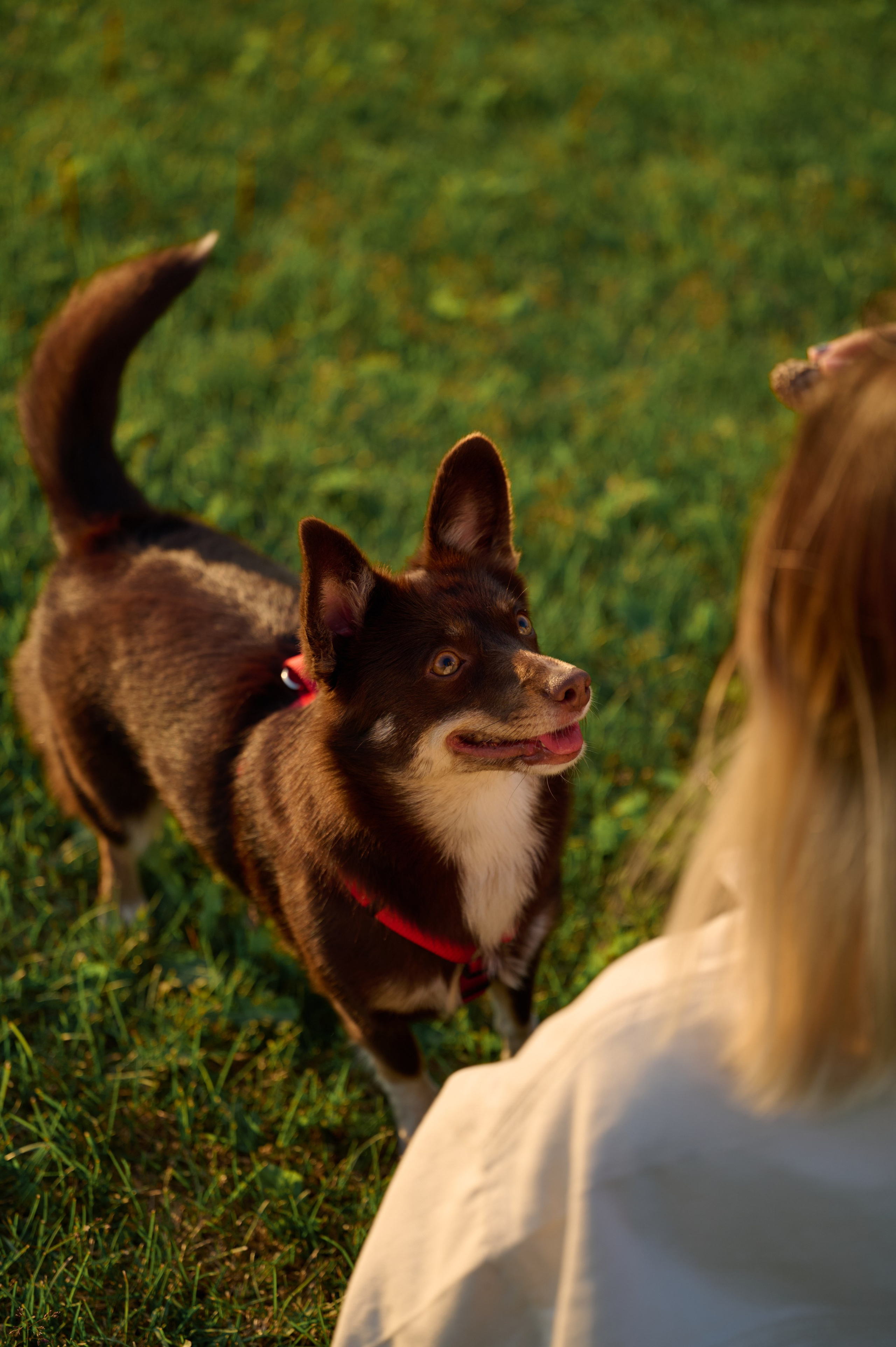 Ренита и Егор с Фокси и Пени. Фотограф анималист в Казани Алина Сулейманова. Фотограф животных