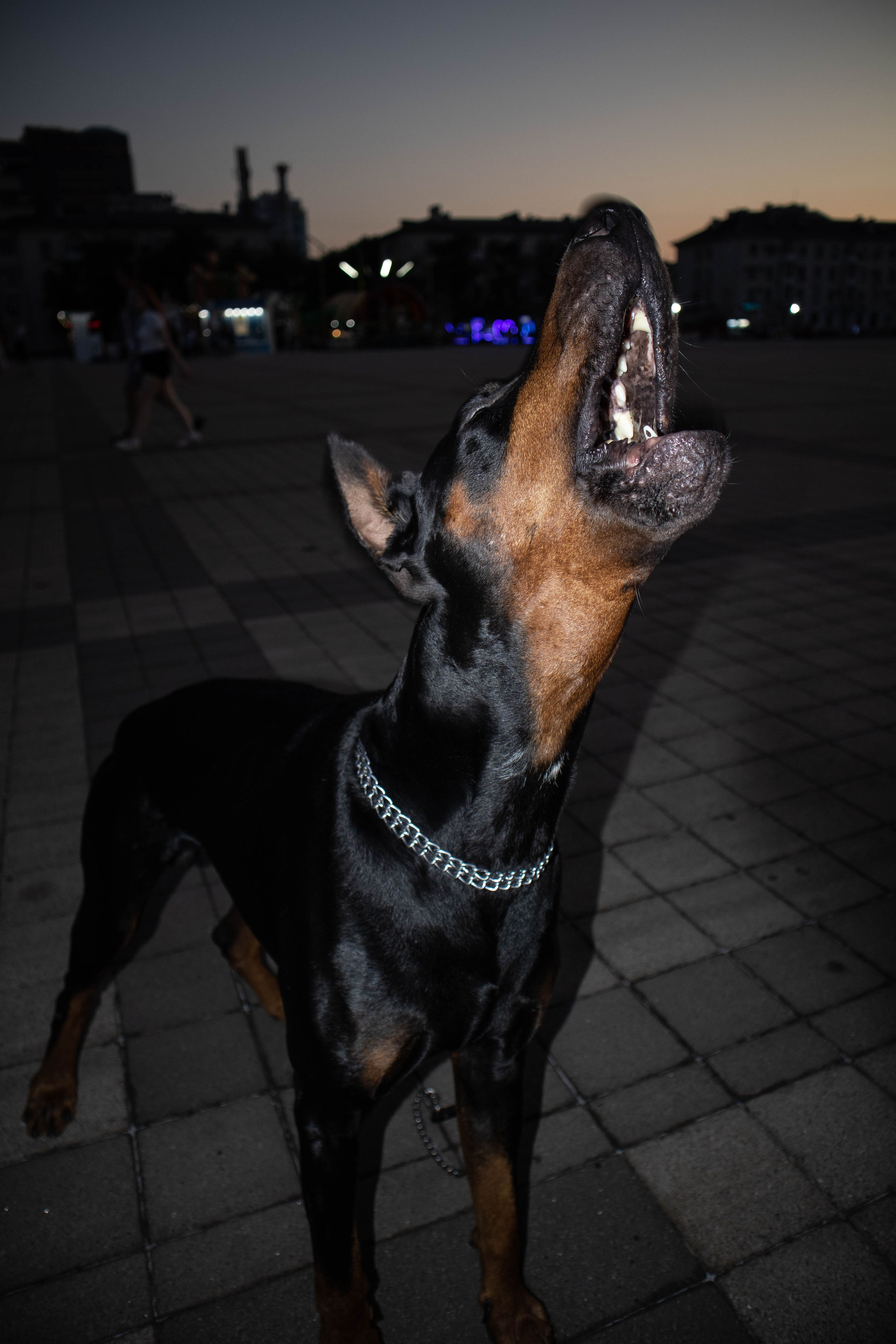 «Жизнь в ритме шага: пара с доберманом». Уличный фотограф Города N