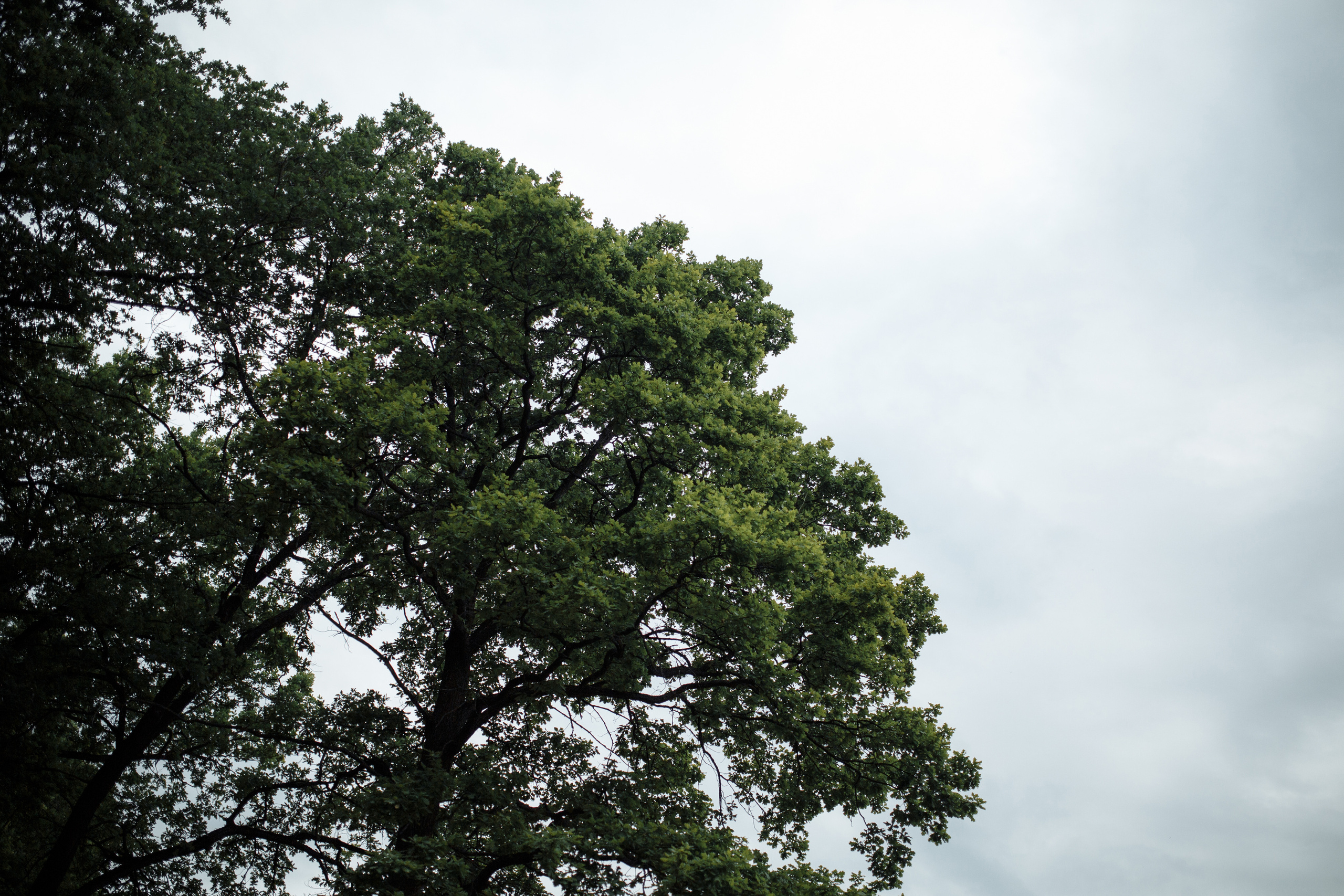 Костя и Анна. Свадебный и семейный фотограф Александр Беляков